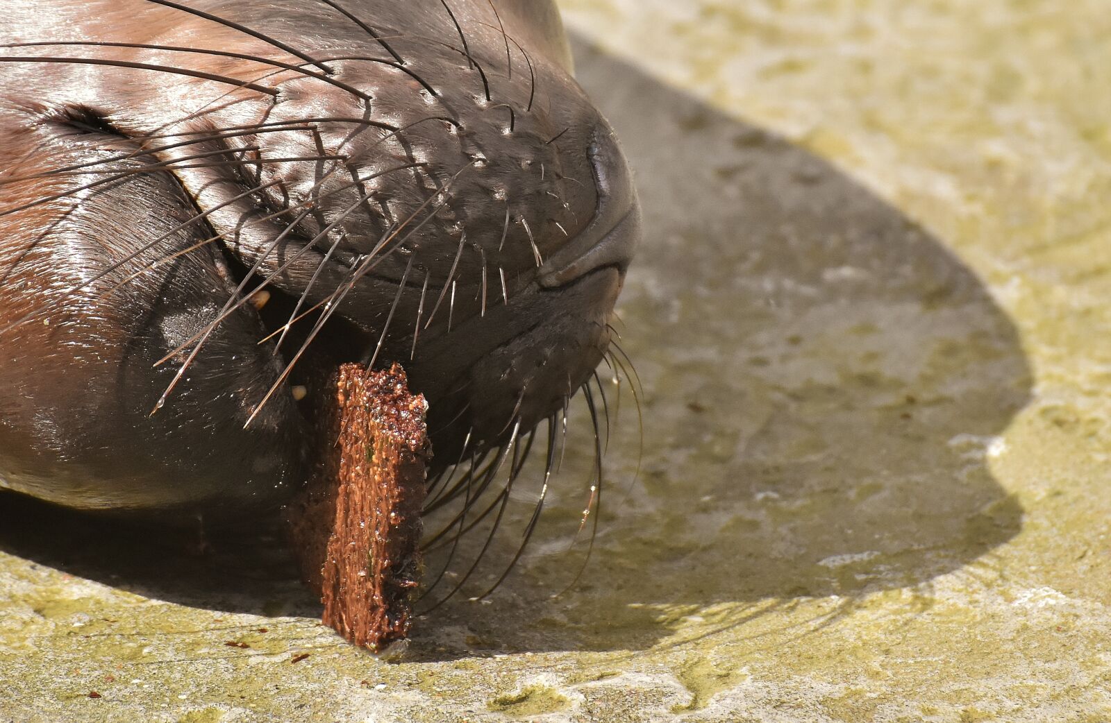 Nikon D7200 sample photo. Seal, sea lion, eat photography