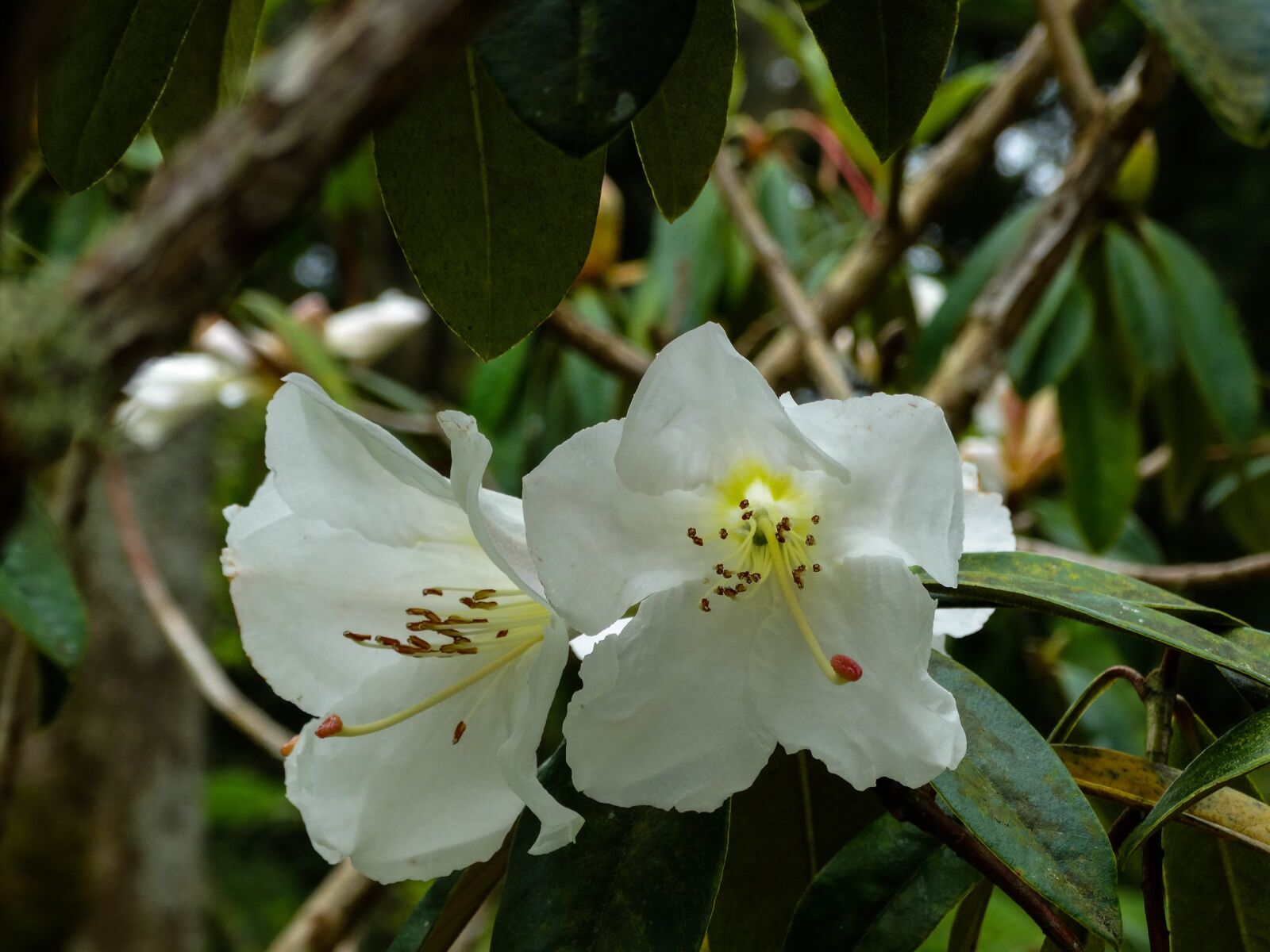Sony Cyber-shot DSC-HX300 sample photo. Nature, garden, petal photography