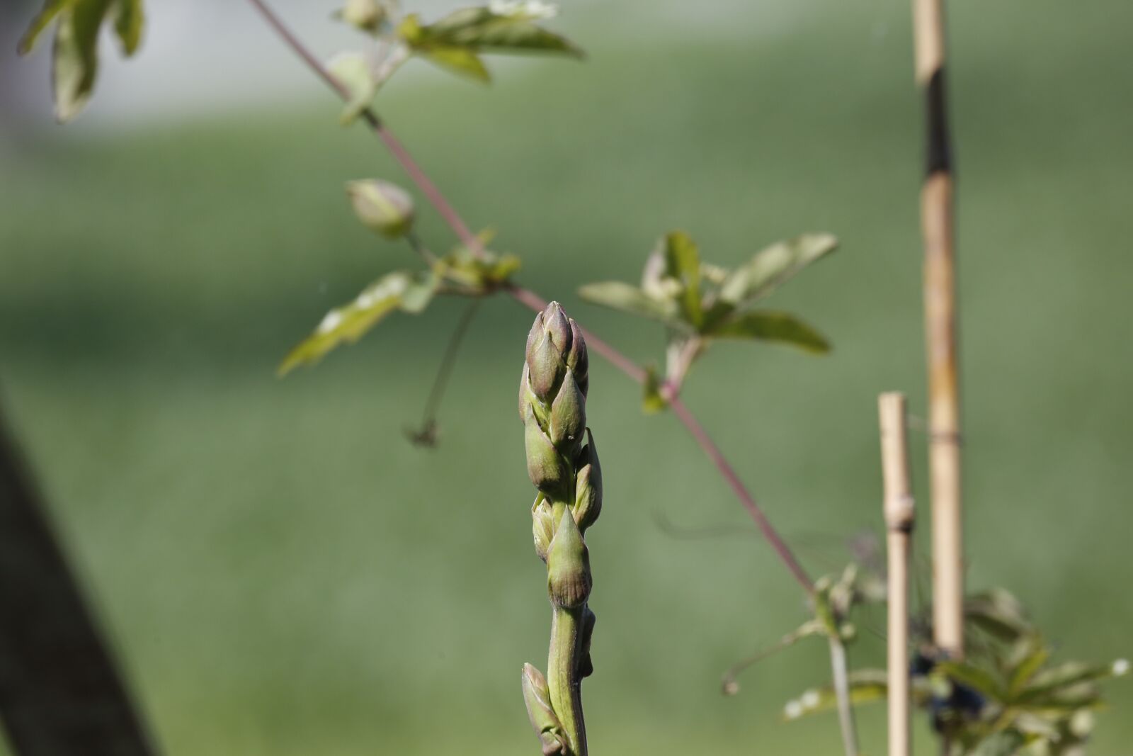 Canon EF 100-400mm F4.5-5.6L IS USM sample photo. Flowers, spring, summer photography