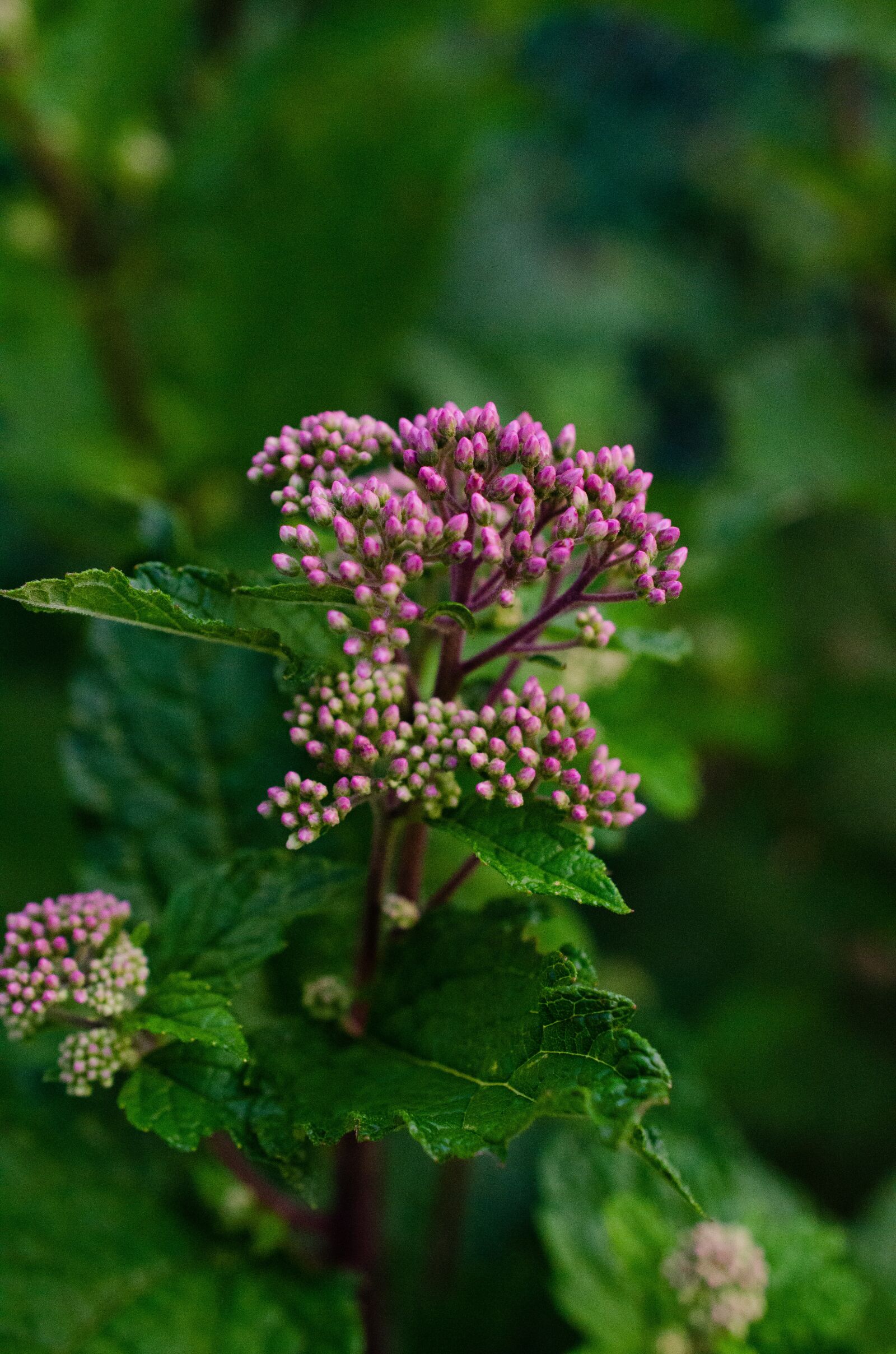 Nikon D7000 sample photo. Milkweed, garden, pink flower photography