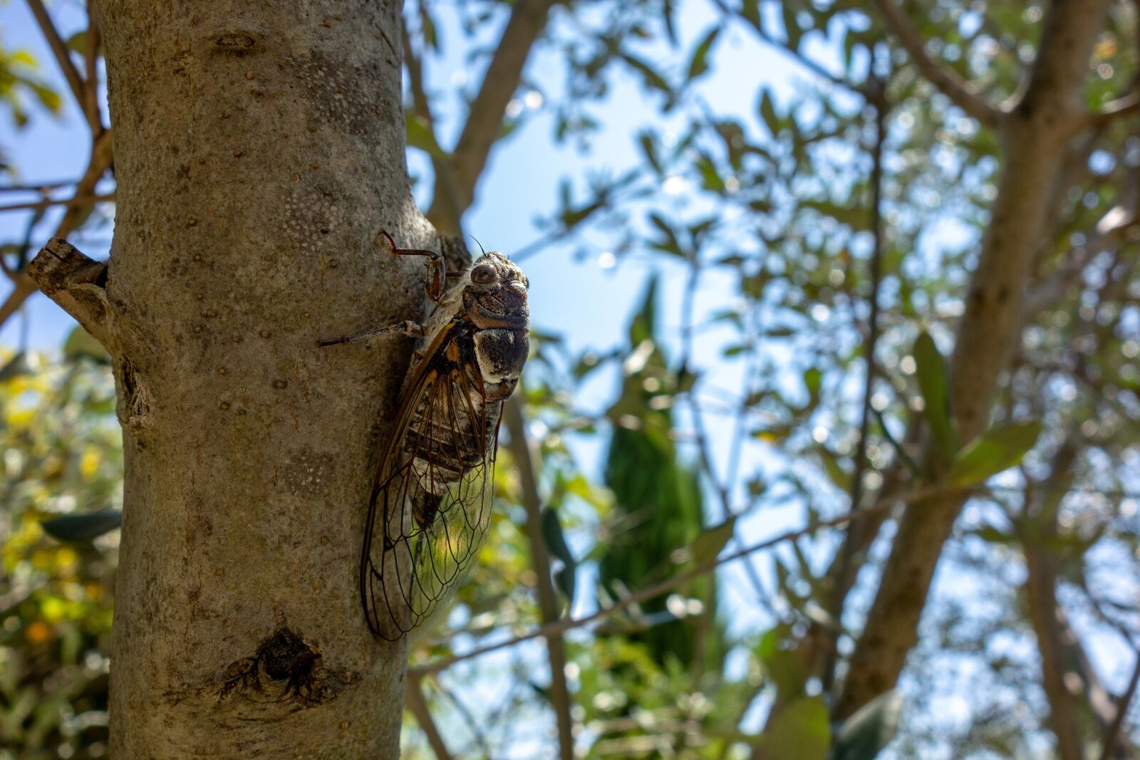 Sony Cyber-shot DSC-RX100 sample photo. Cicada, wing, nature photography
