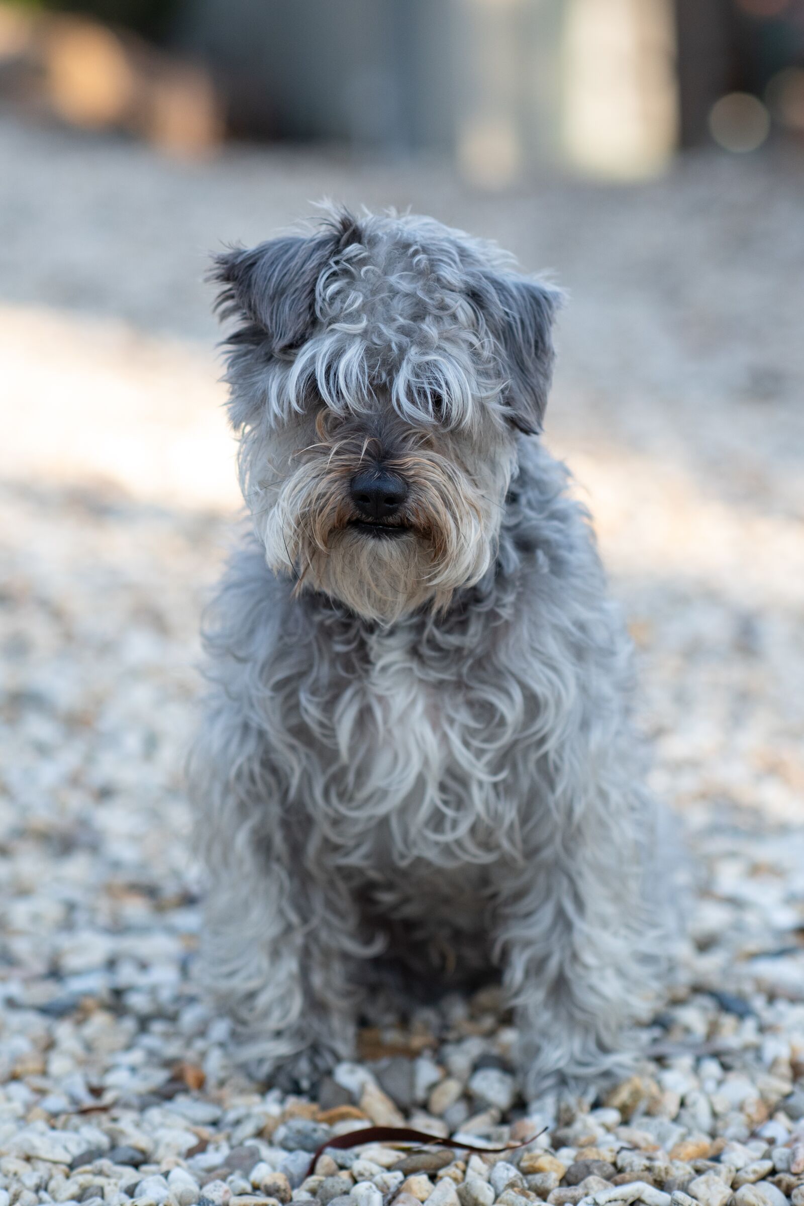 Nikon D750 sample photo. Dog, canine, schnoodle photography