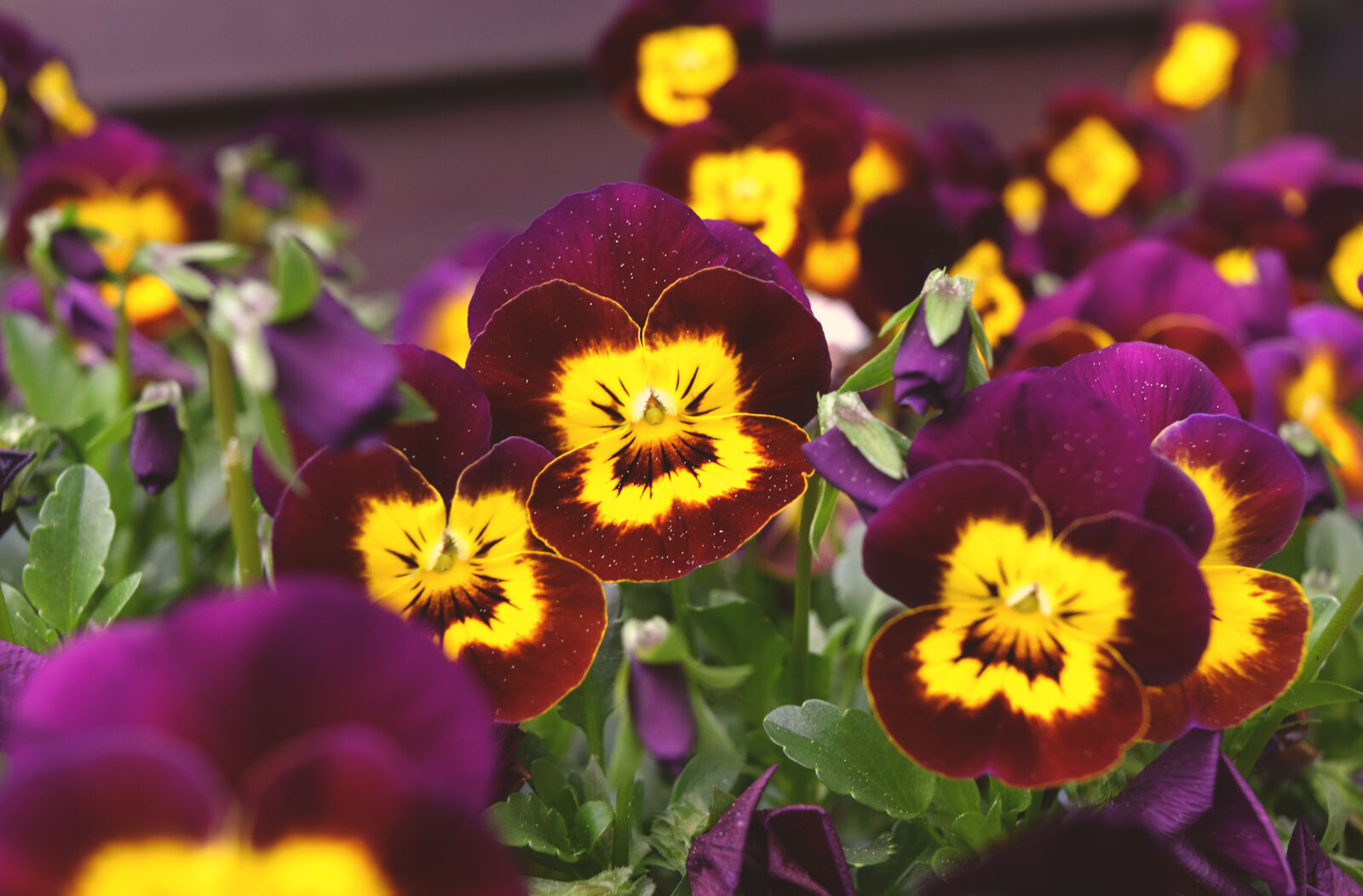 Nikon D3300 sample photo. Bratki, pansy, spring photography