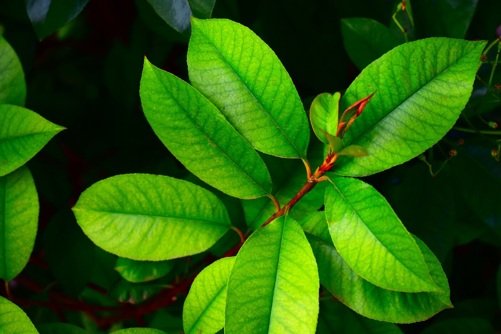 Nikon D3500 sample photo. Plant, bush, green photography