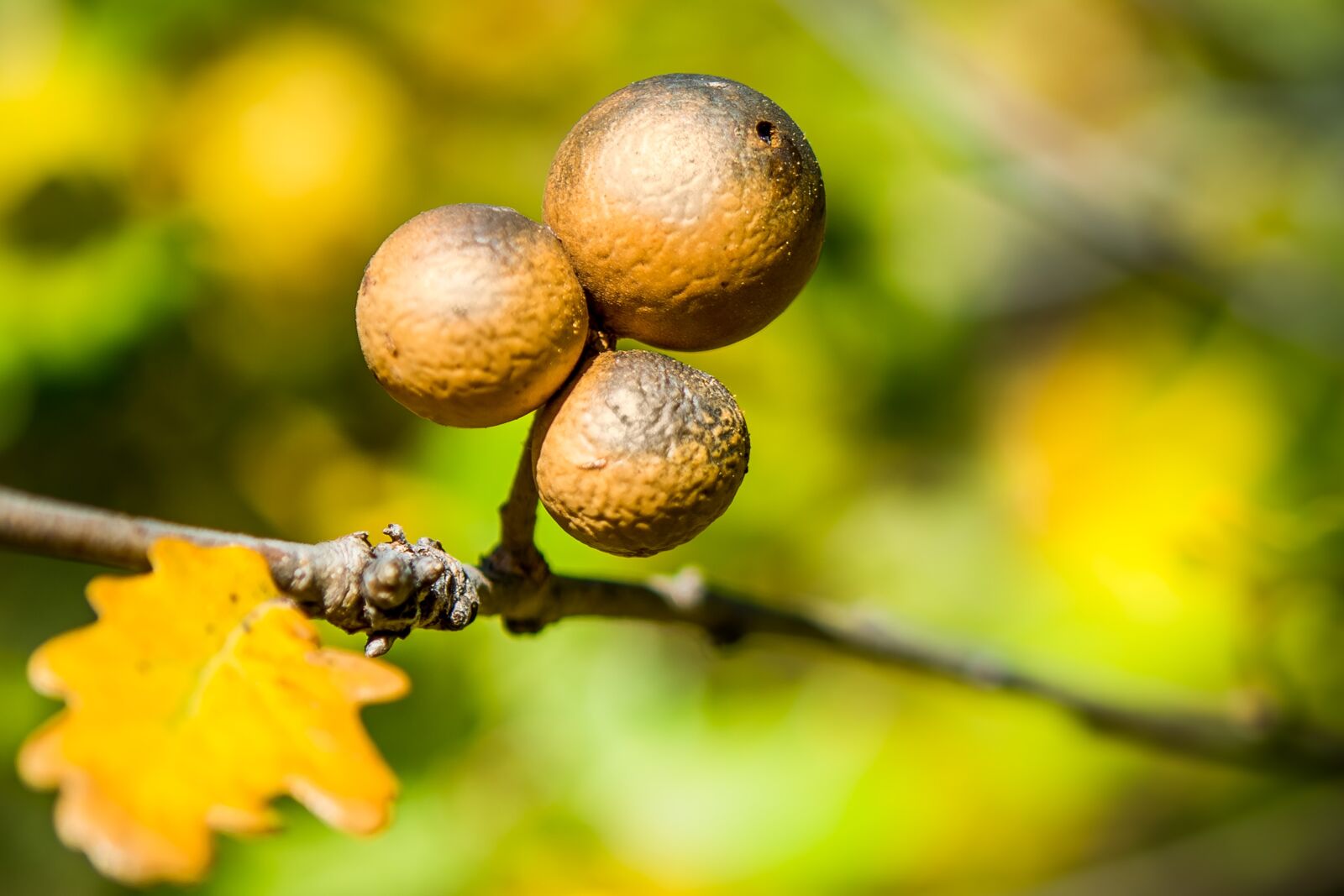 Nikon D800 sample photo. Gall, oak gall, round photography