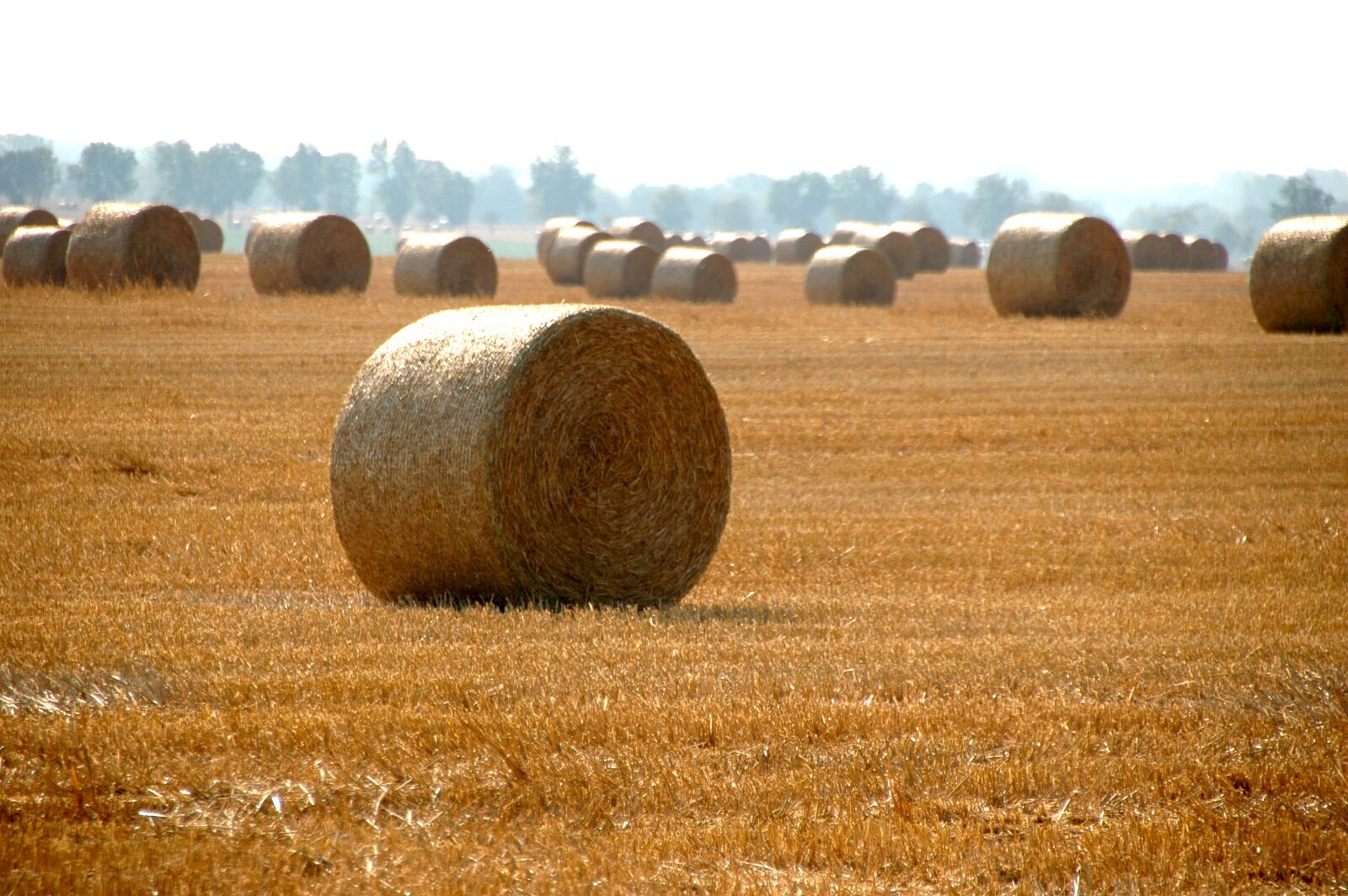 Nikon D70s sample photo. Haystack, countryside, agriculture photography