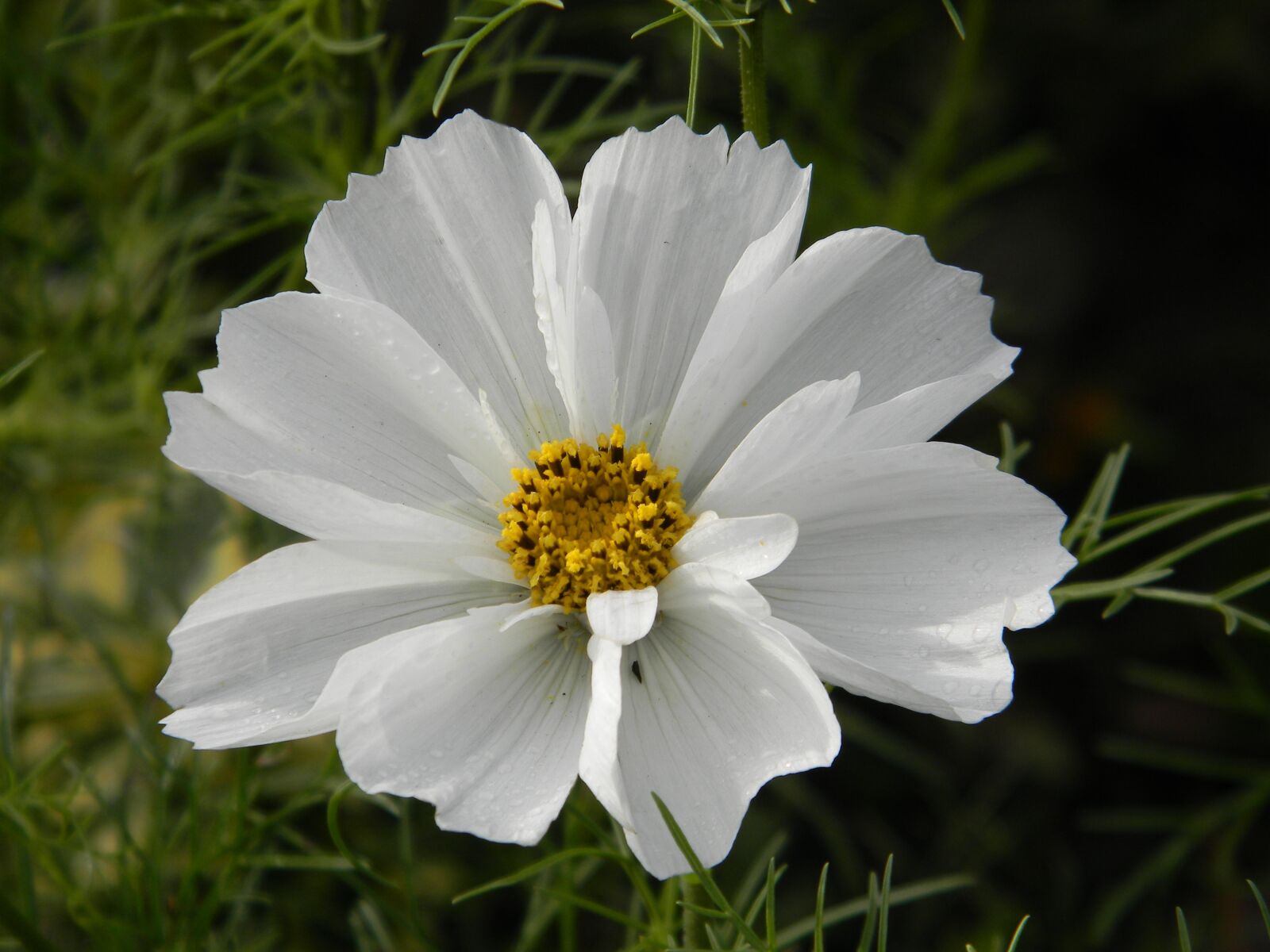 Nikon Coolpix L110 sample photo. Cosmos, flower, white photography