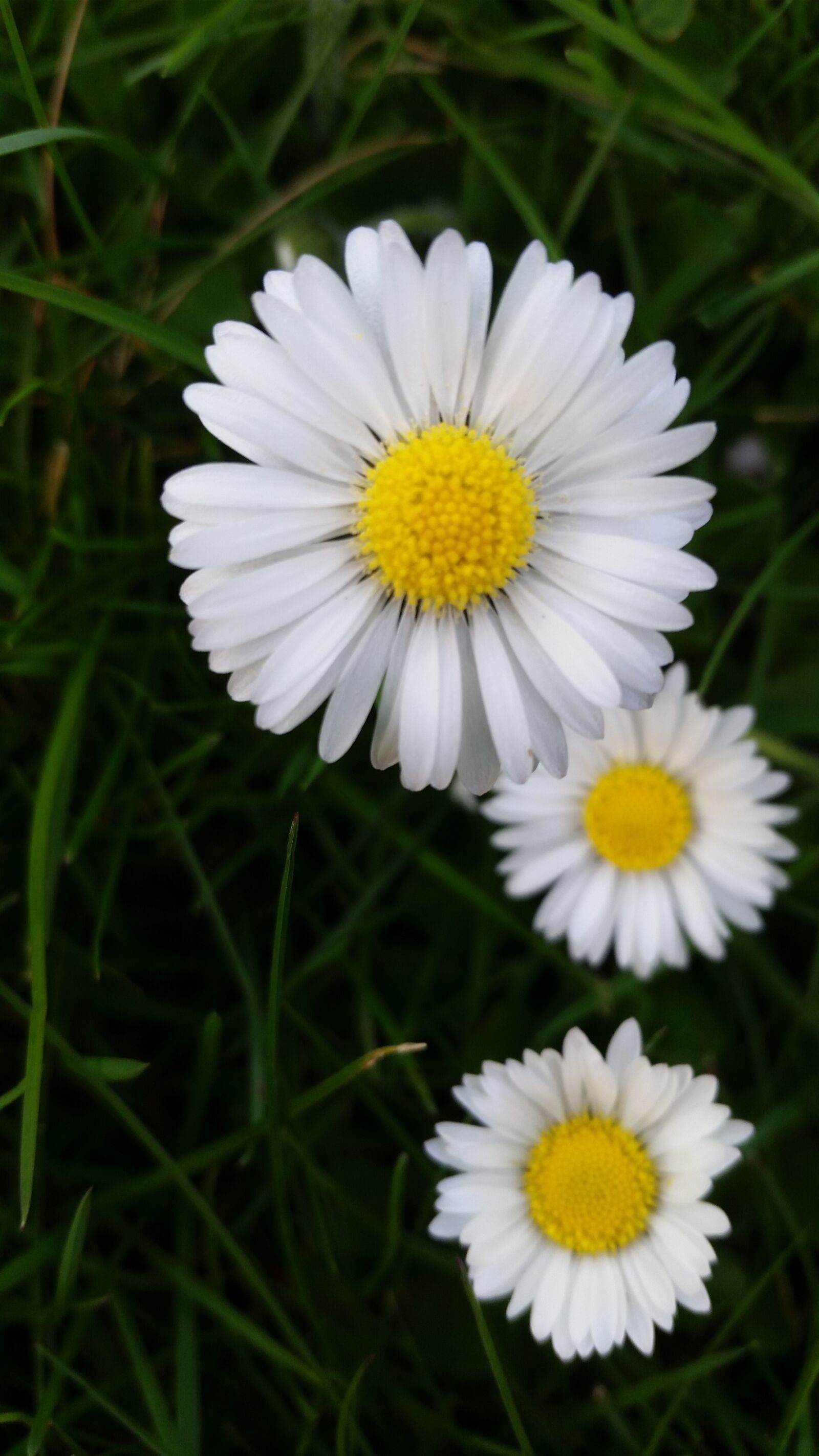 Samsung Galaxy S5 sample photo. Nature, flora, flower photography