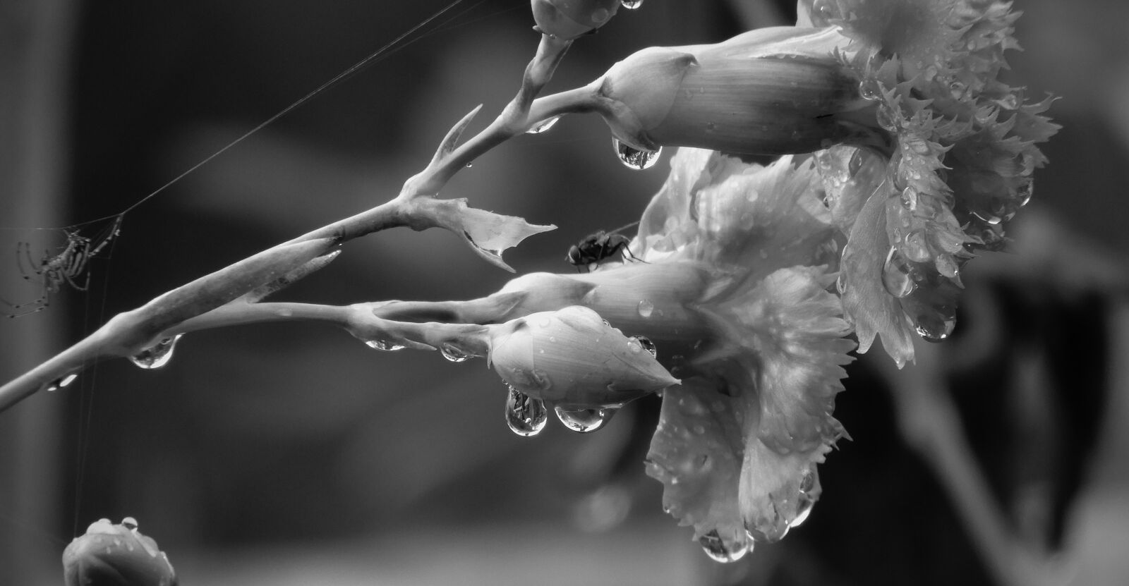 Nikon Coolpix B700 sample photo. Black and white, garden photography