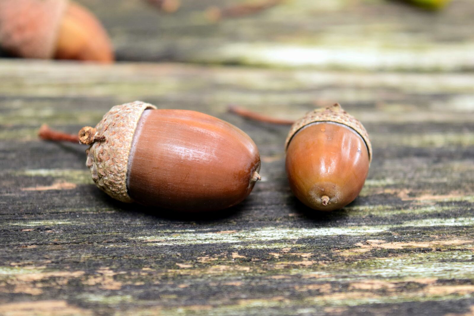 Nikon D3300 sample photo. Wood, acorn, brown, food photography