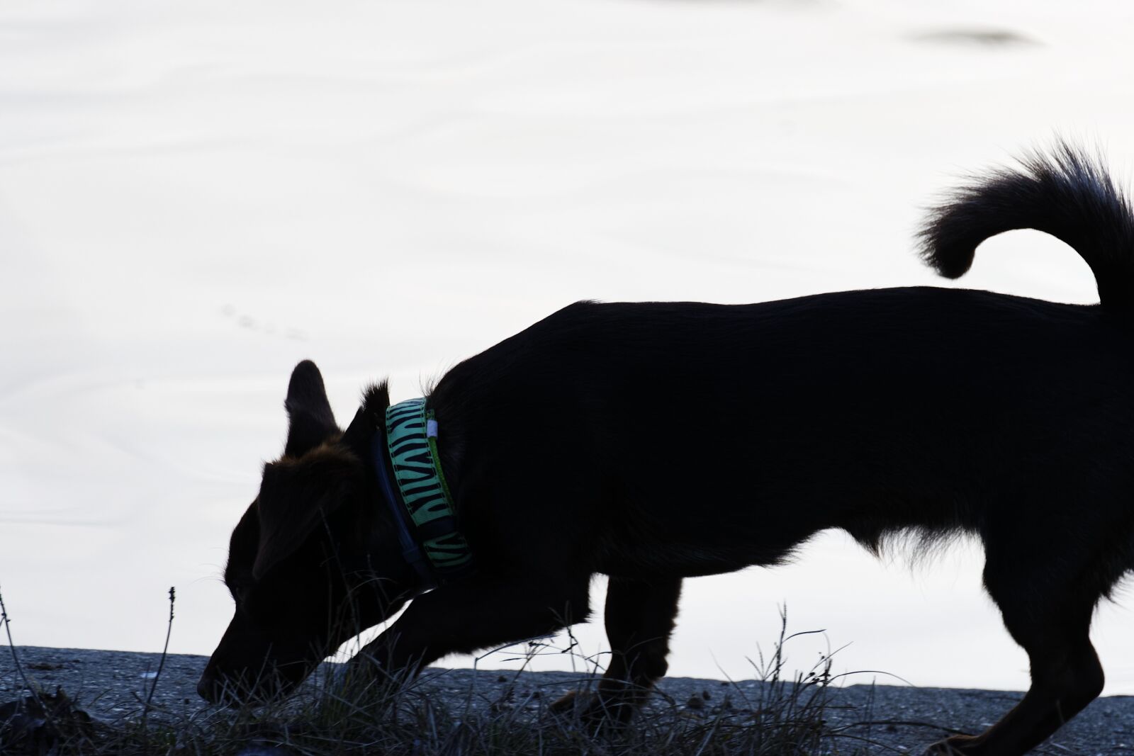 Nikon D5300 sample photo. Silhouette, dog, pet photography