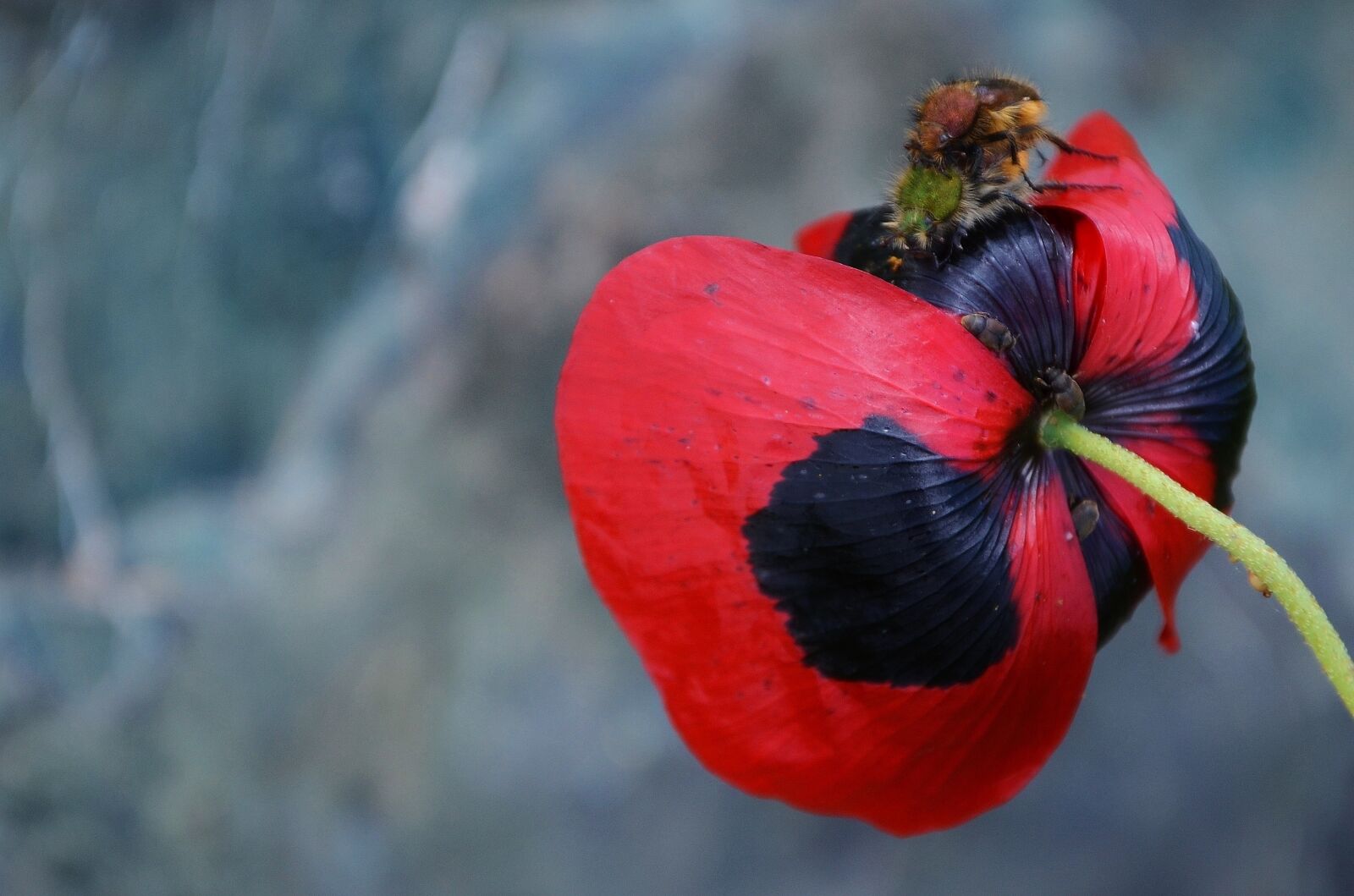 Nikon D7000 sample photo. Poppy, wildflowers, blossom photography