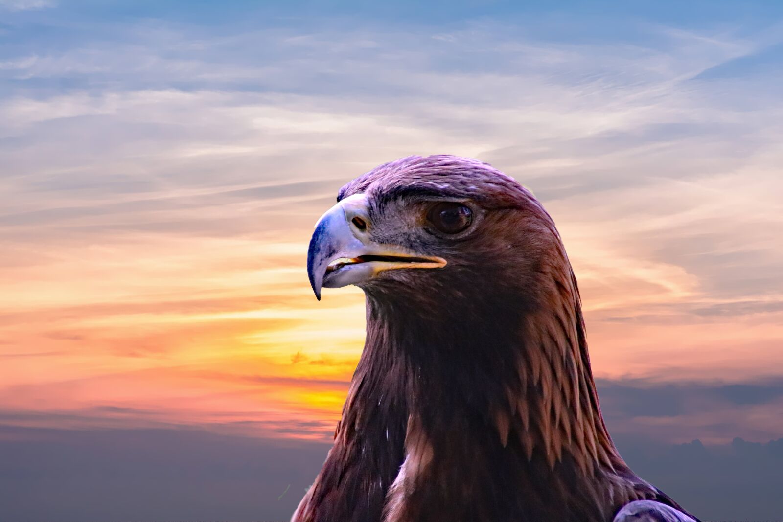 Canon EOS 80D sample photo. Golden eagle, eagle, bird photography