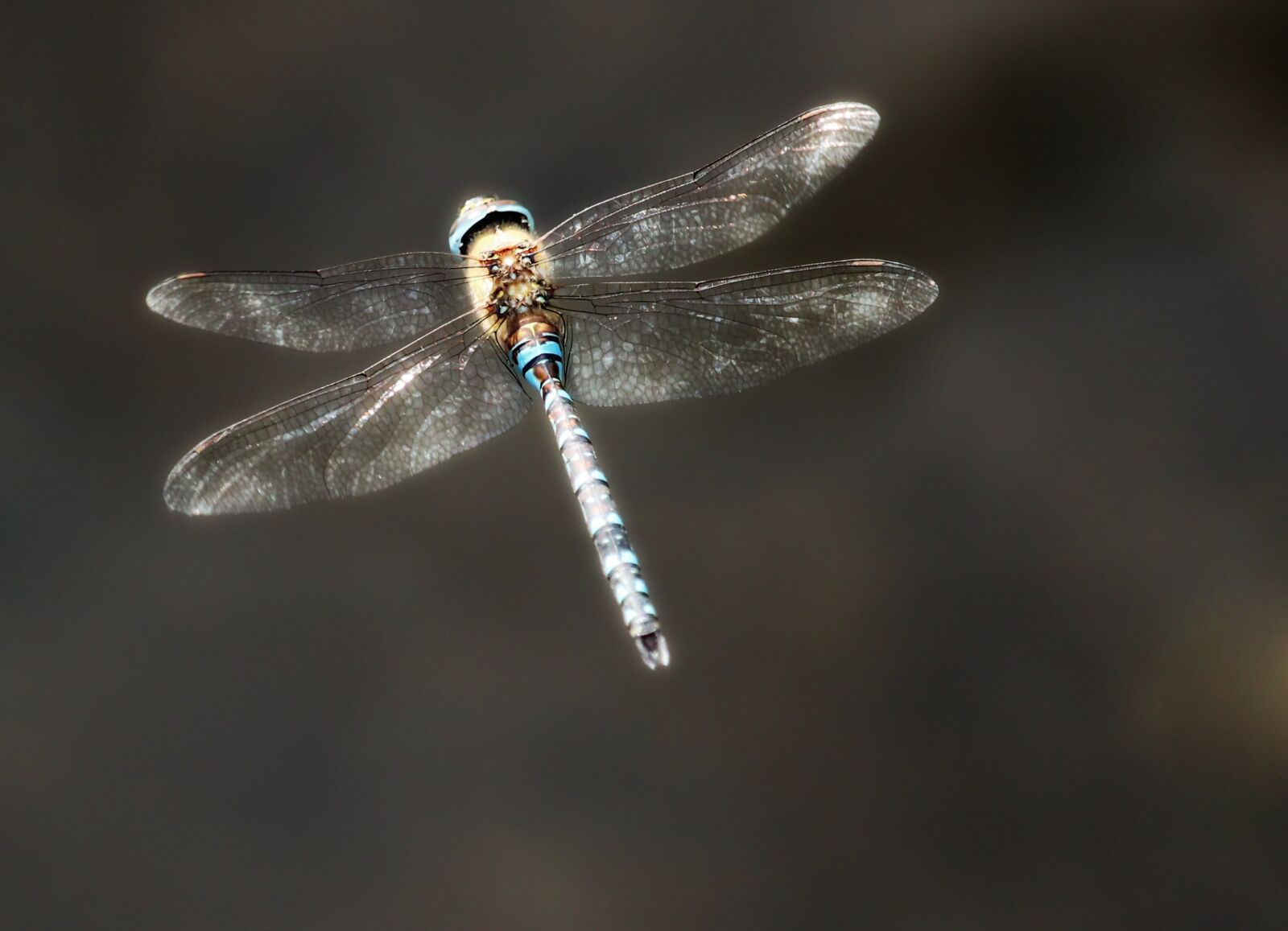 Canon EOS 1300D (EOS Rebel T6 / EOS Kiss X80) sample photo. Hawker, dragonfly, flight photography