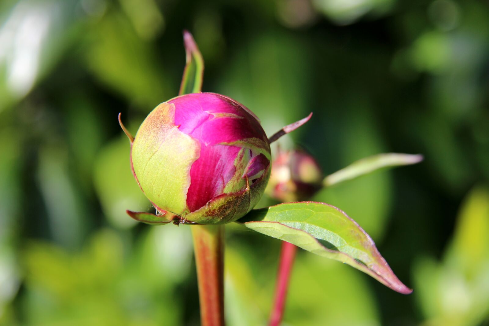 Canon EF-S 17-85mm F4-5.6 IS USM sample photo. Peony, bud, spring photography