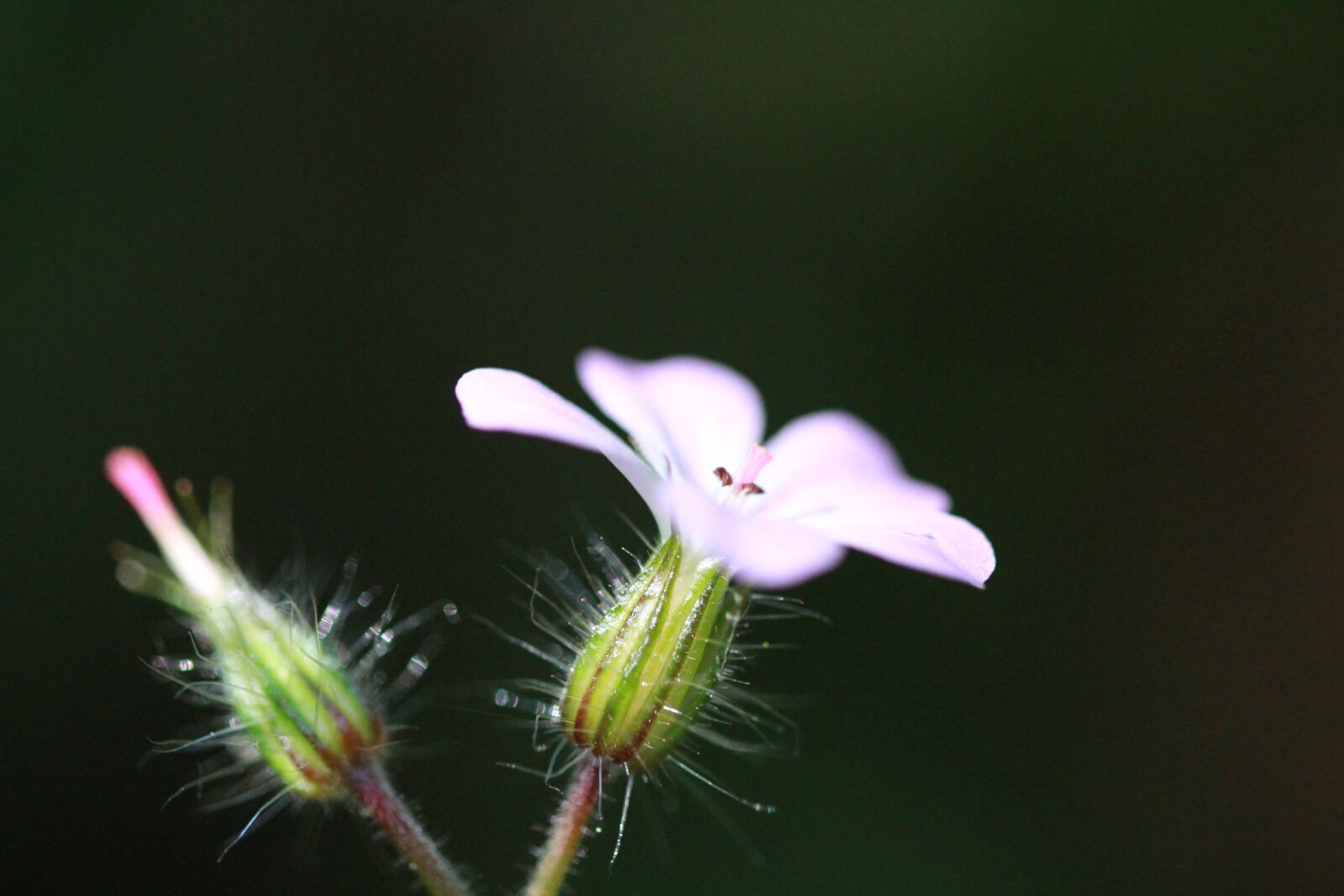 Canon EOS 1200D (EOS Rebel T5 / EOS Kiss X70 / EOS Hi) sample photo. Dewdrop, blossom, bloom photography