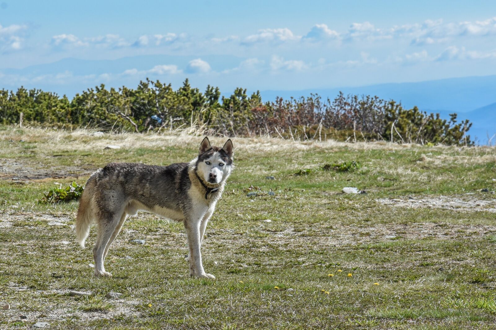Nikon D7200 sample photo. Dog, huskey, husky photography