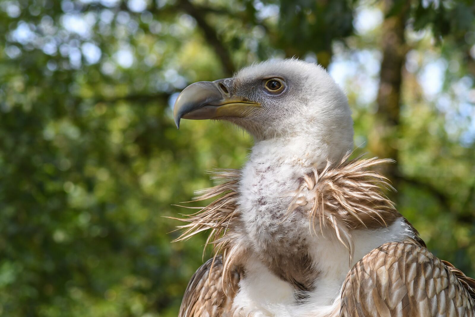Tokina AT-X Pro 100mm F2.8 Macro sample photo. Vulture, tawny, raptor photography