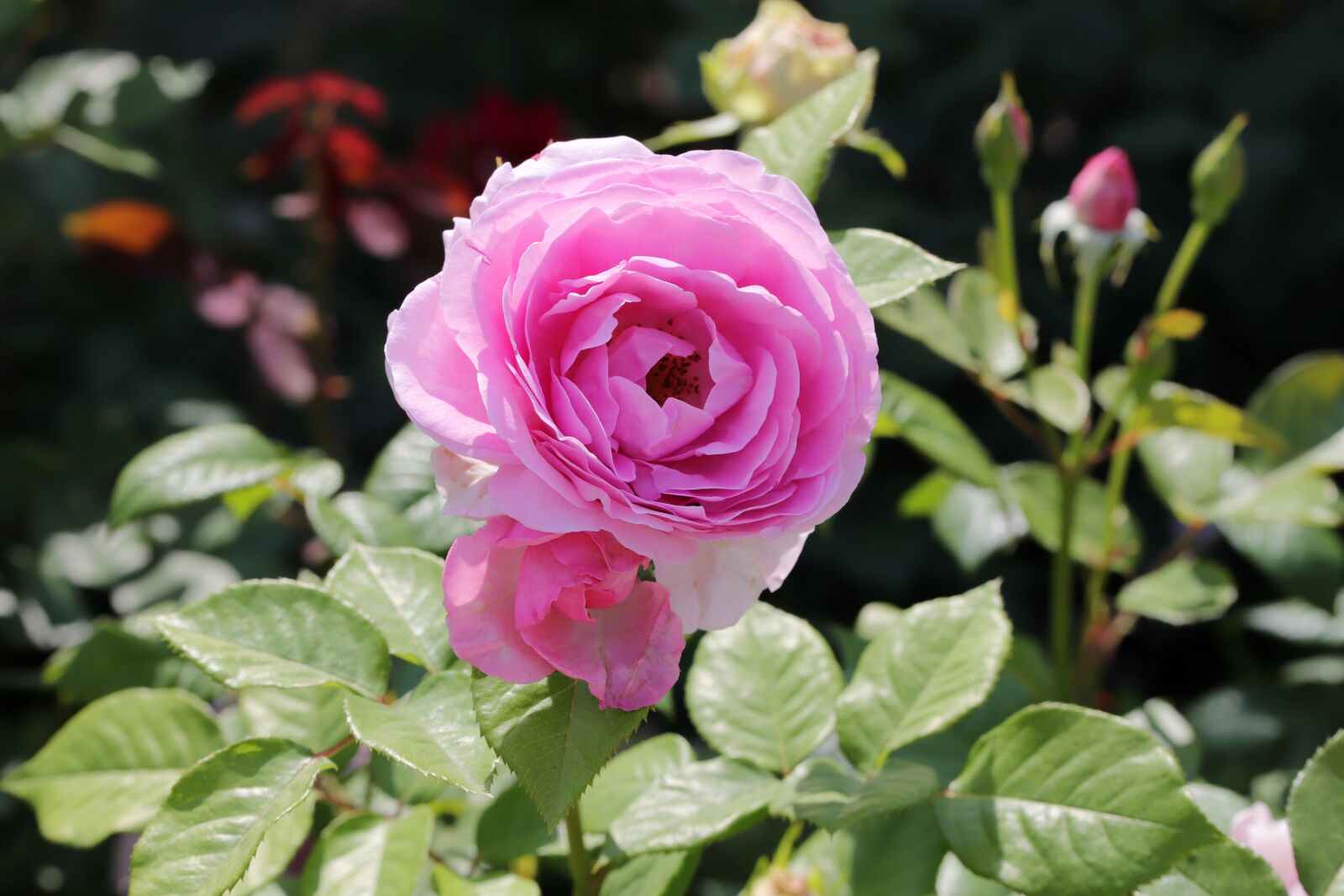 Canon EOS 6D Mark II sample photo. Rose, petal, flowers photography