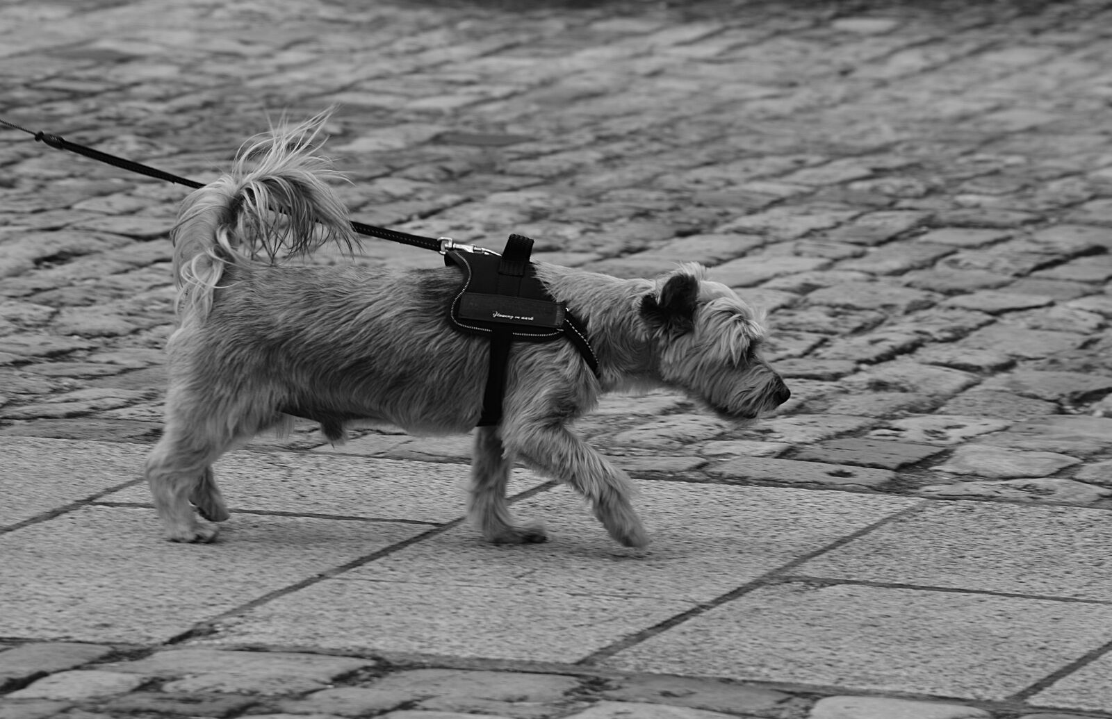 Nikon D5200 sample photo. Dog, ratify, race photography