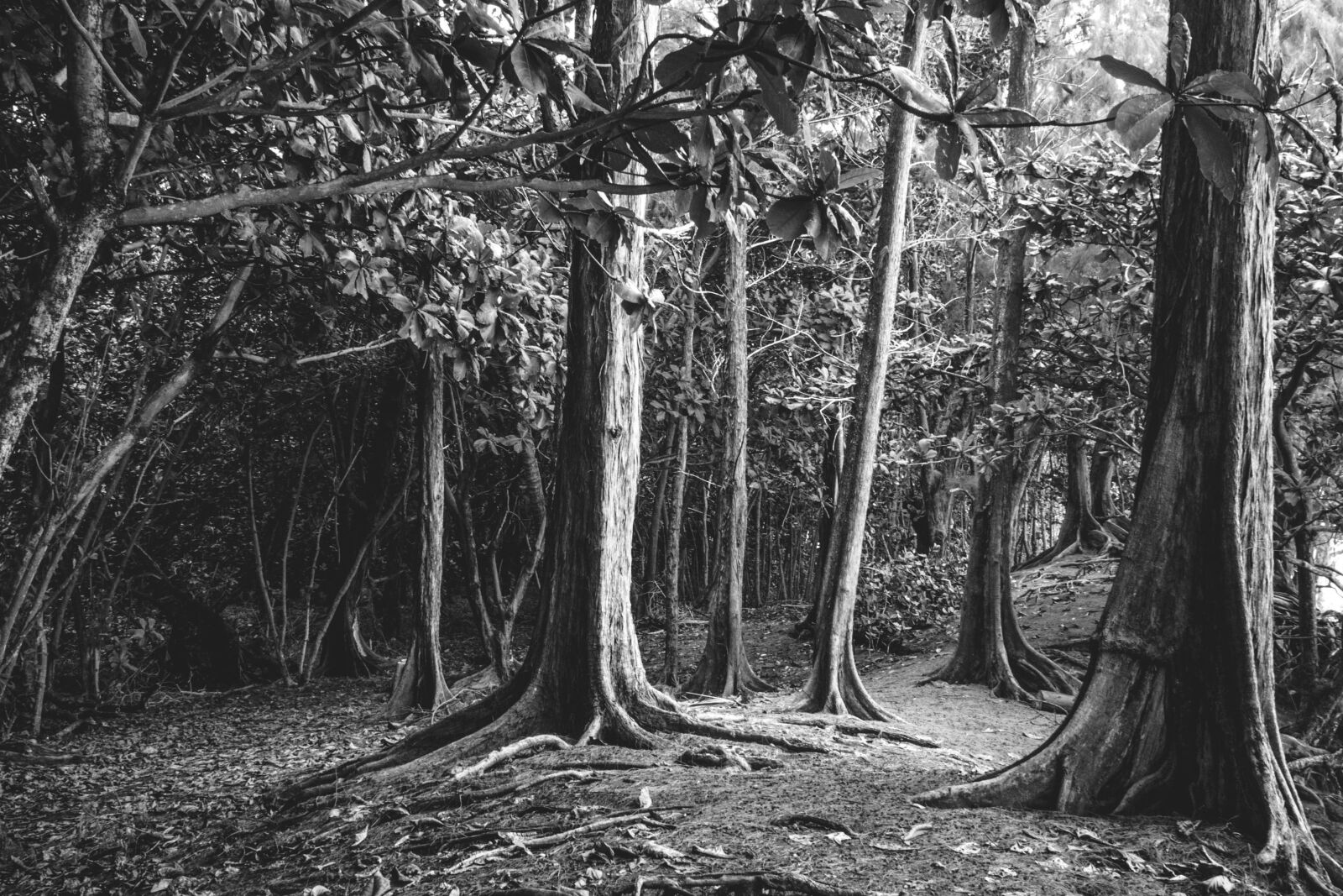Nikon D5200 sample photo. Forest, dark, jungle, wood photography