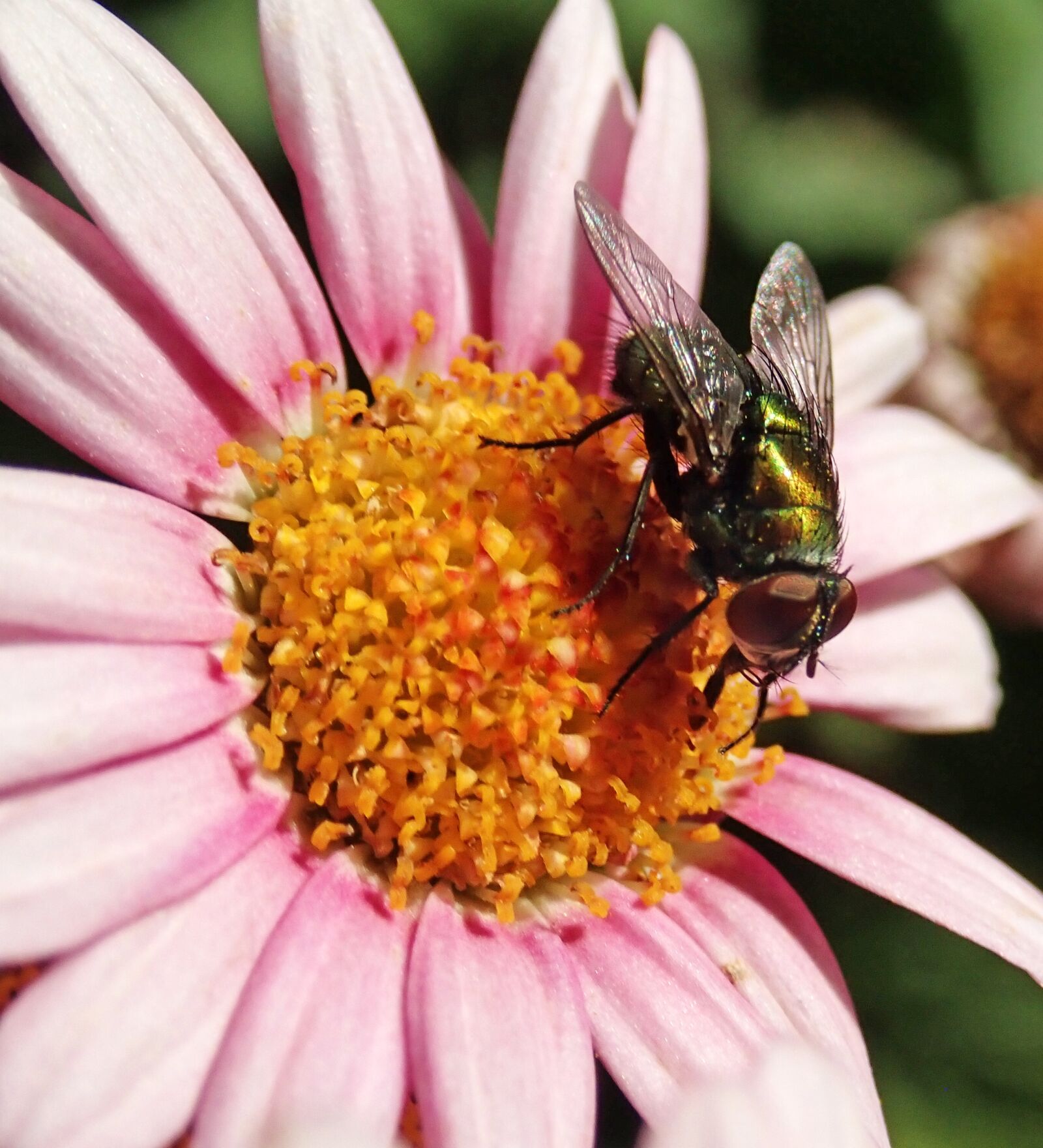 Olympus TG-5 sample photo. Fly, insect, flower photography