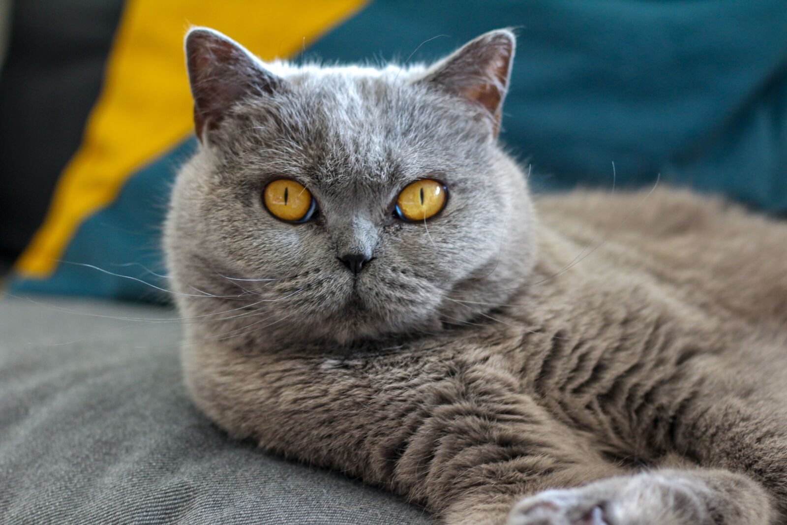 Canon EOS 700D (EOS Rebel T5i / EOS Kiss X7i) sample photo. Cat, british, short hair photography