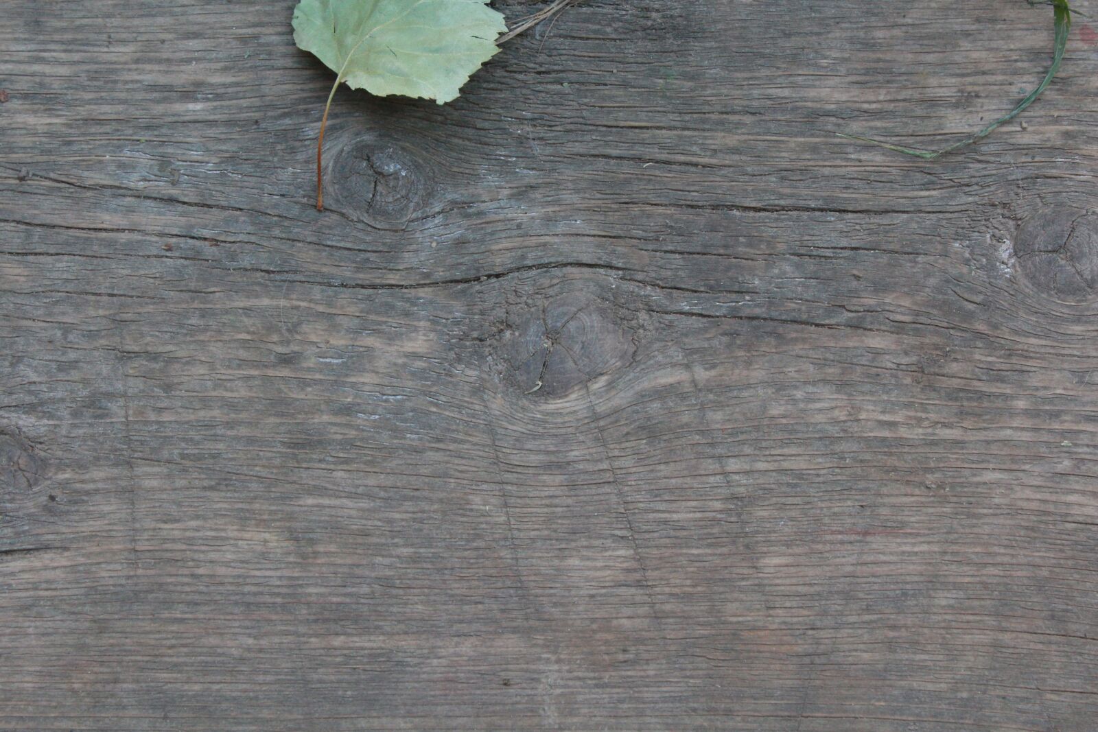 Canon EOS 600D (Rebel EOS T3i / EOS Kiss X5) sample photo. Old, background, template photography