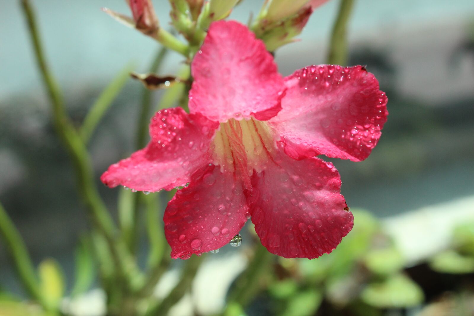 Canon EOS 1300D (EOS Rebel T6 / EOS Kiss X80) sample photo. Rosa, nature, flower photography