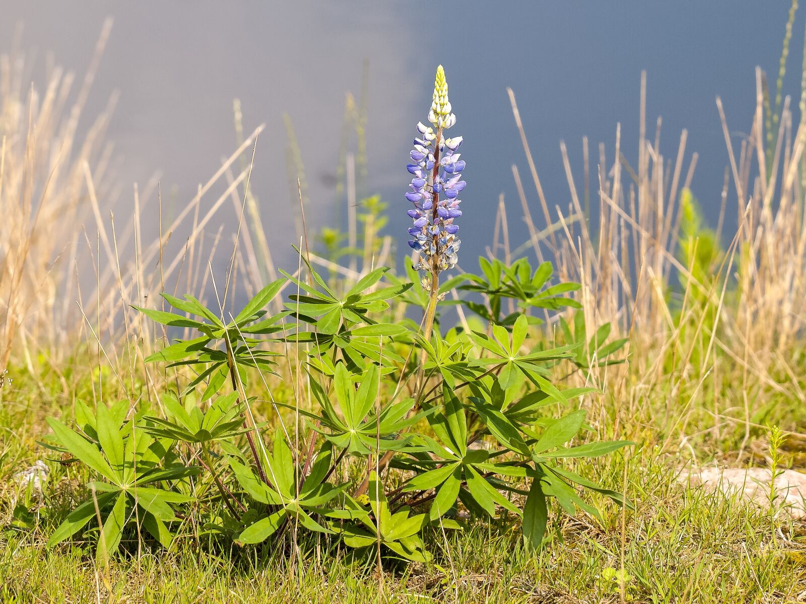 Olympus E-3 sample photo. Lupine, flower, plant photography