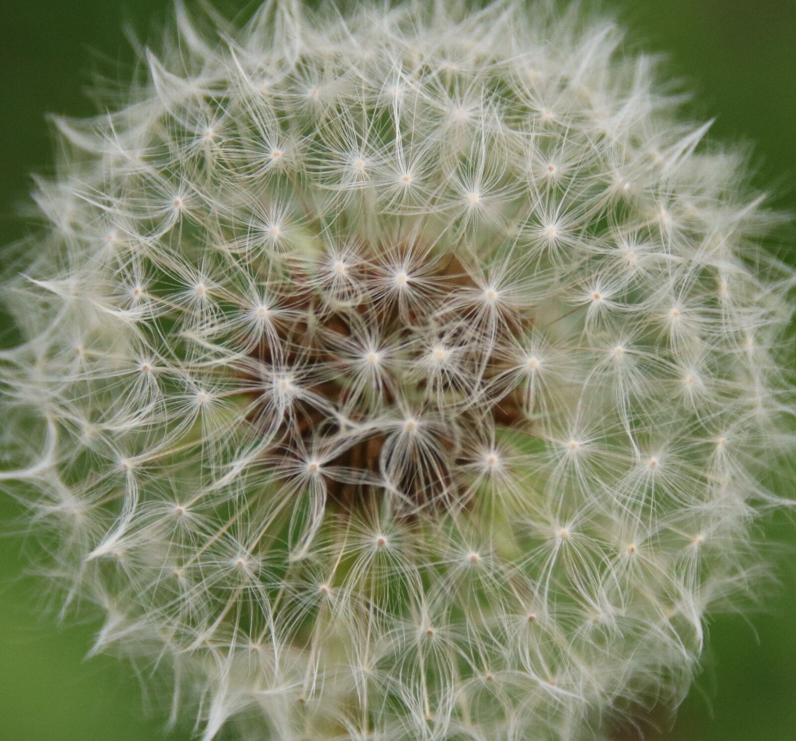Canon EOS 760D (EOS Rebel T6s / EOS 8000D) sample photo. Dandelion, nature, flower photography