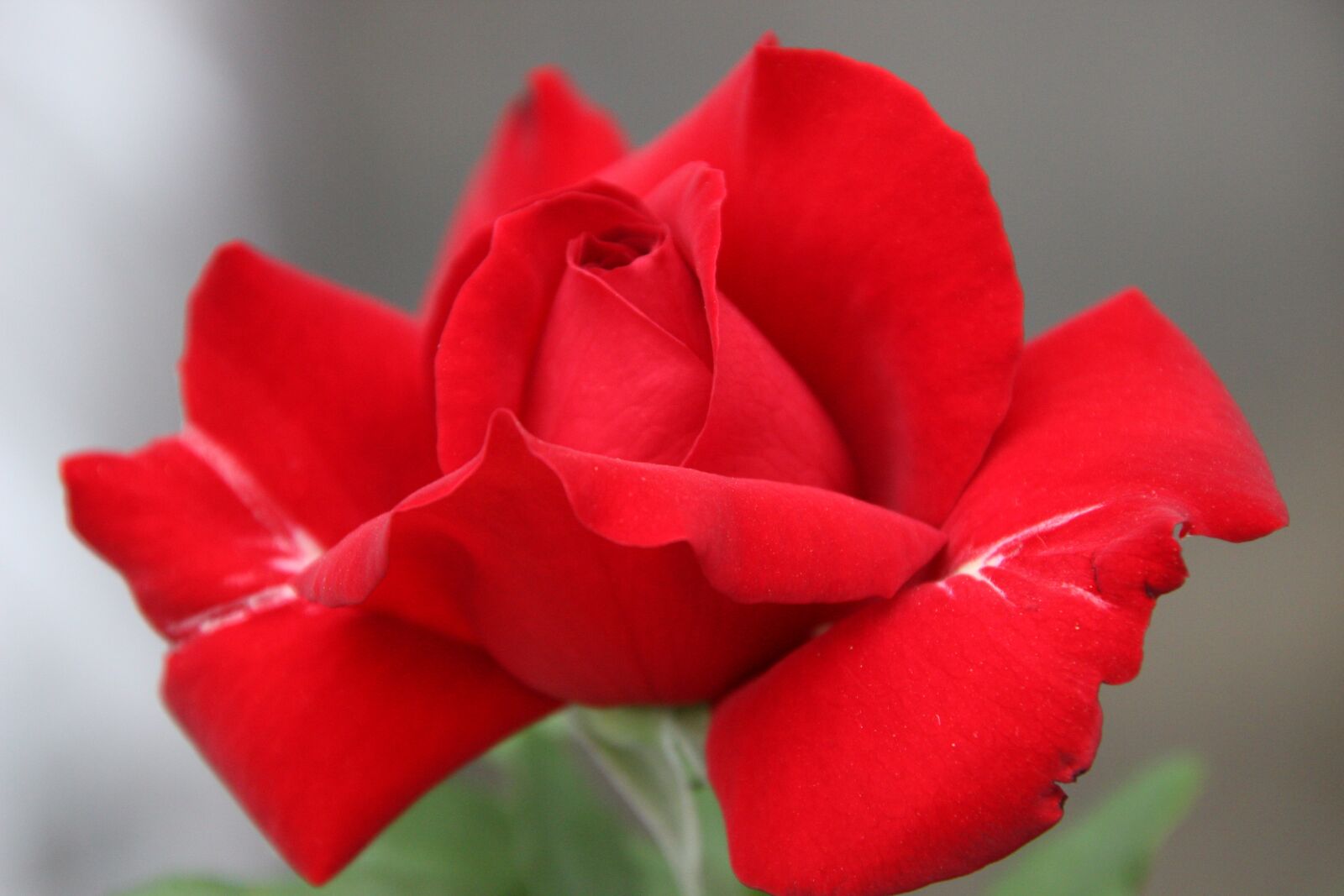 Canon EOS 600D (Rebel EOS T3i / EOS Kiss X5) sample photo. Red rose, rose, flower photography