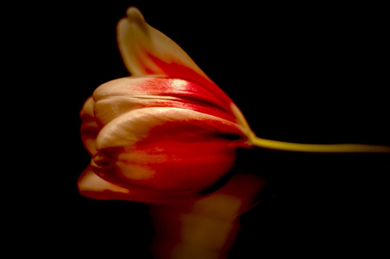 Canon EOS-1D Mark III sample photo. Flower, tulip, spring photography