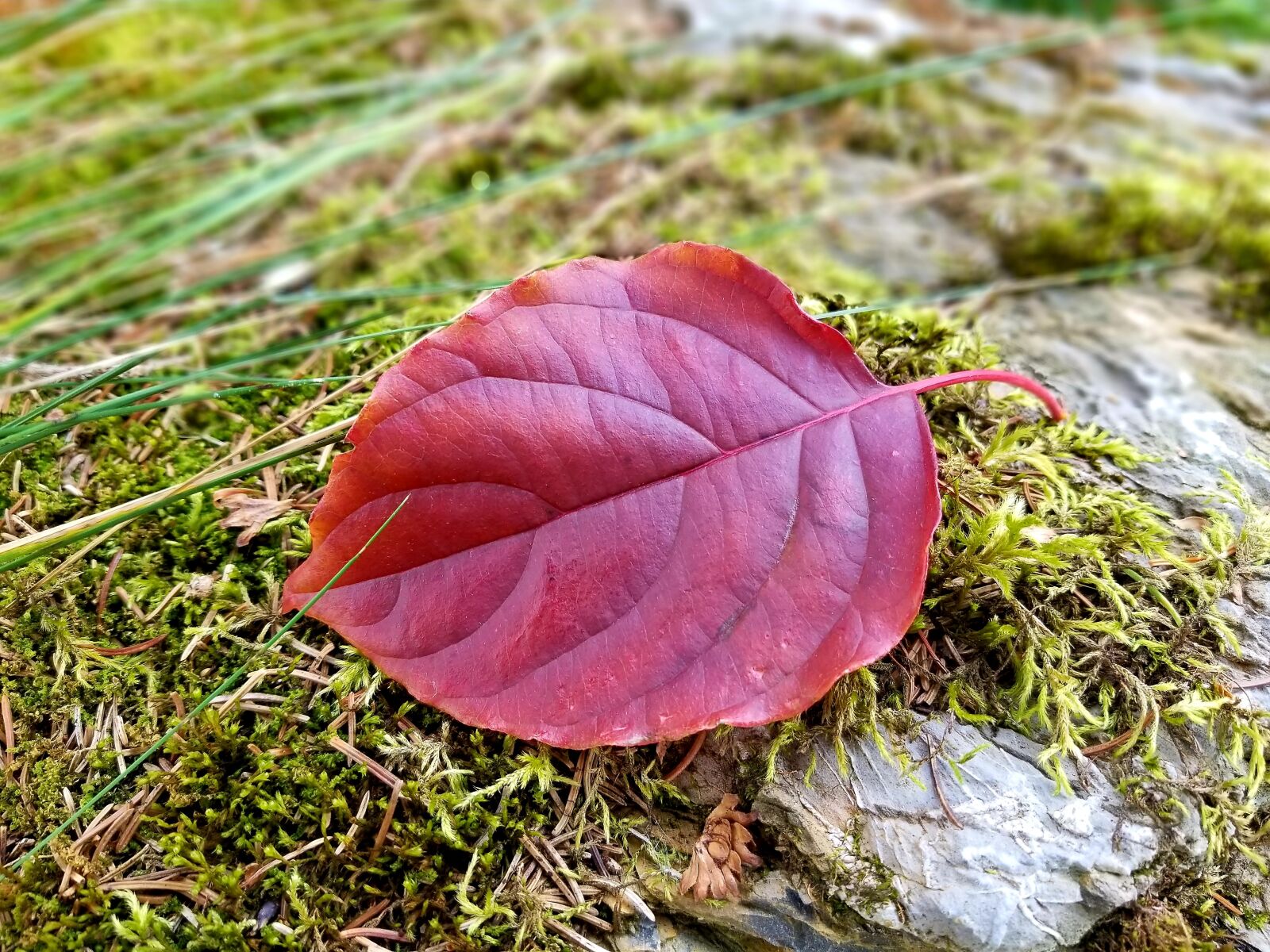 Samsung Galaxy S8+ sample photo. Leaf, red, autumn photography