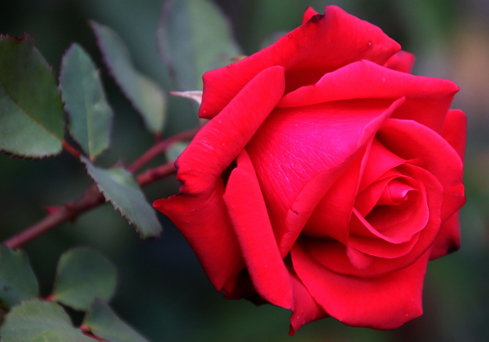 Canon EOS 800D (EOS Rebel T7i / EOS Kiss X9i) sample photo. Flower, red, rose photography