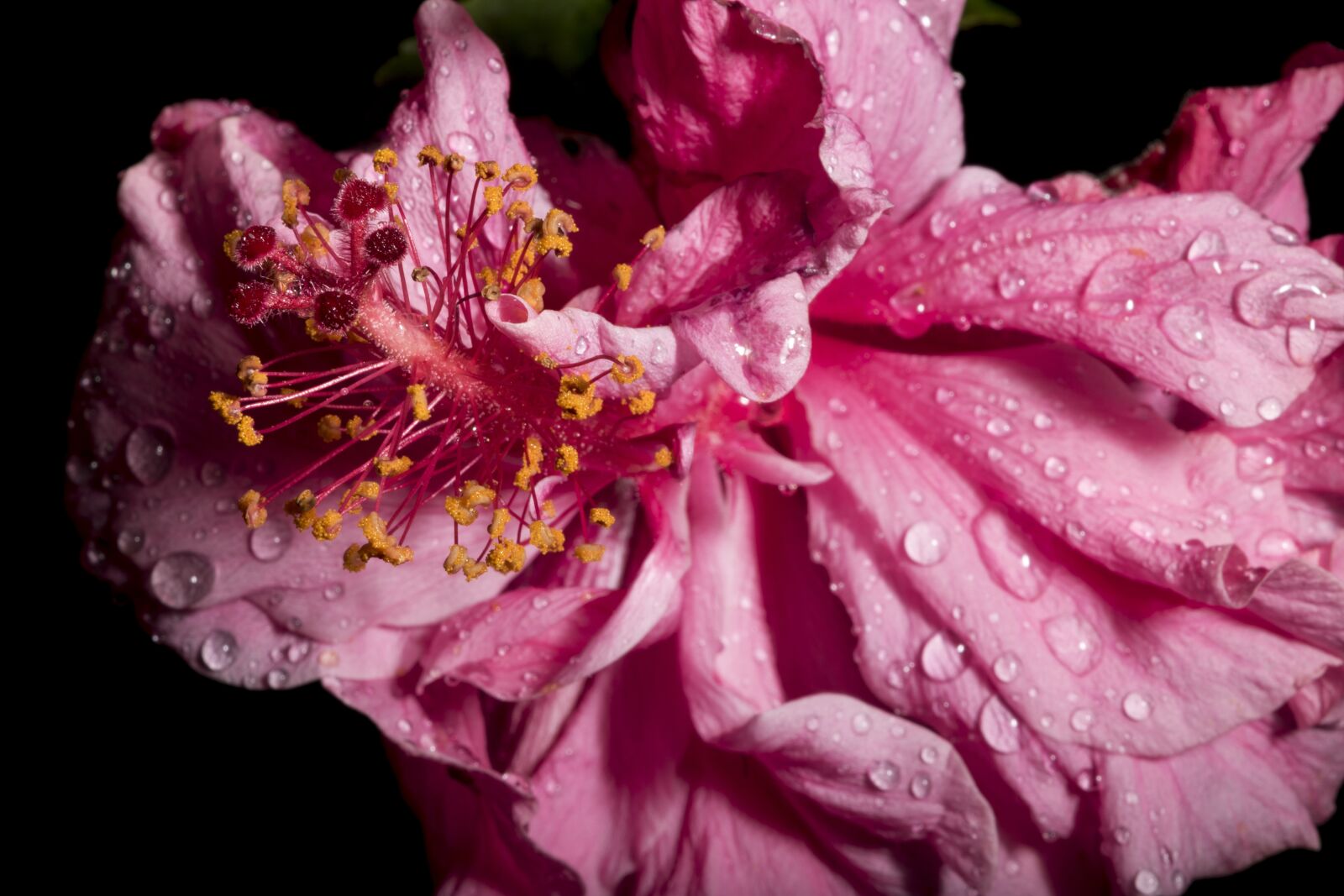 Nikon D5500 sample photo. Flower, quindío, colombia photography