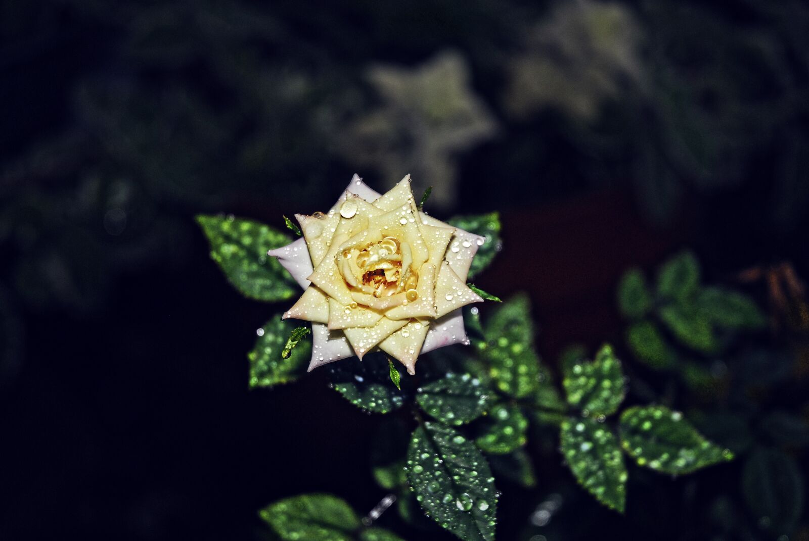 Nikon D200 sample photo. Rose, green, flower photography