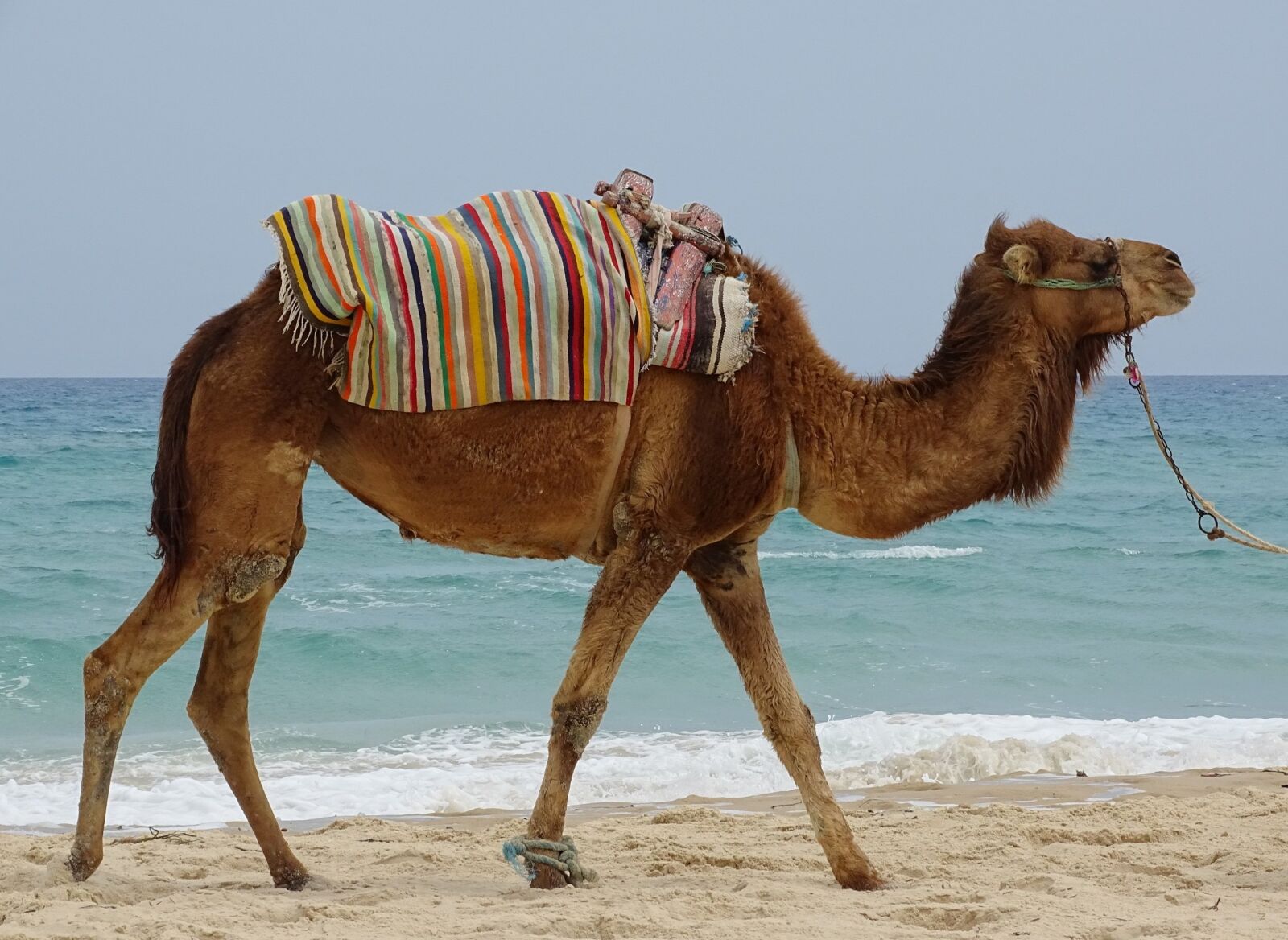 Sony Cyber-shot DSC-HX400V sample photo. Dromedary, animal, sea photography