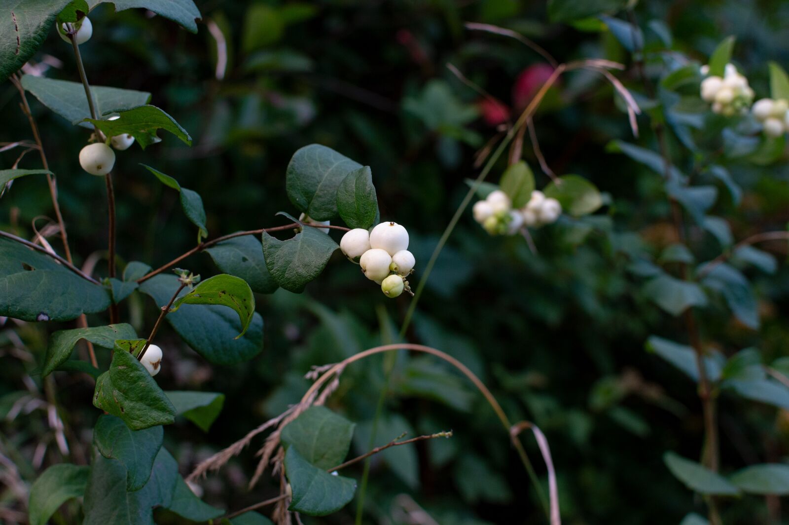 Nikon D3200 sample photo. Snowberry, autumn, bush photography