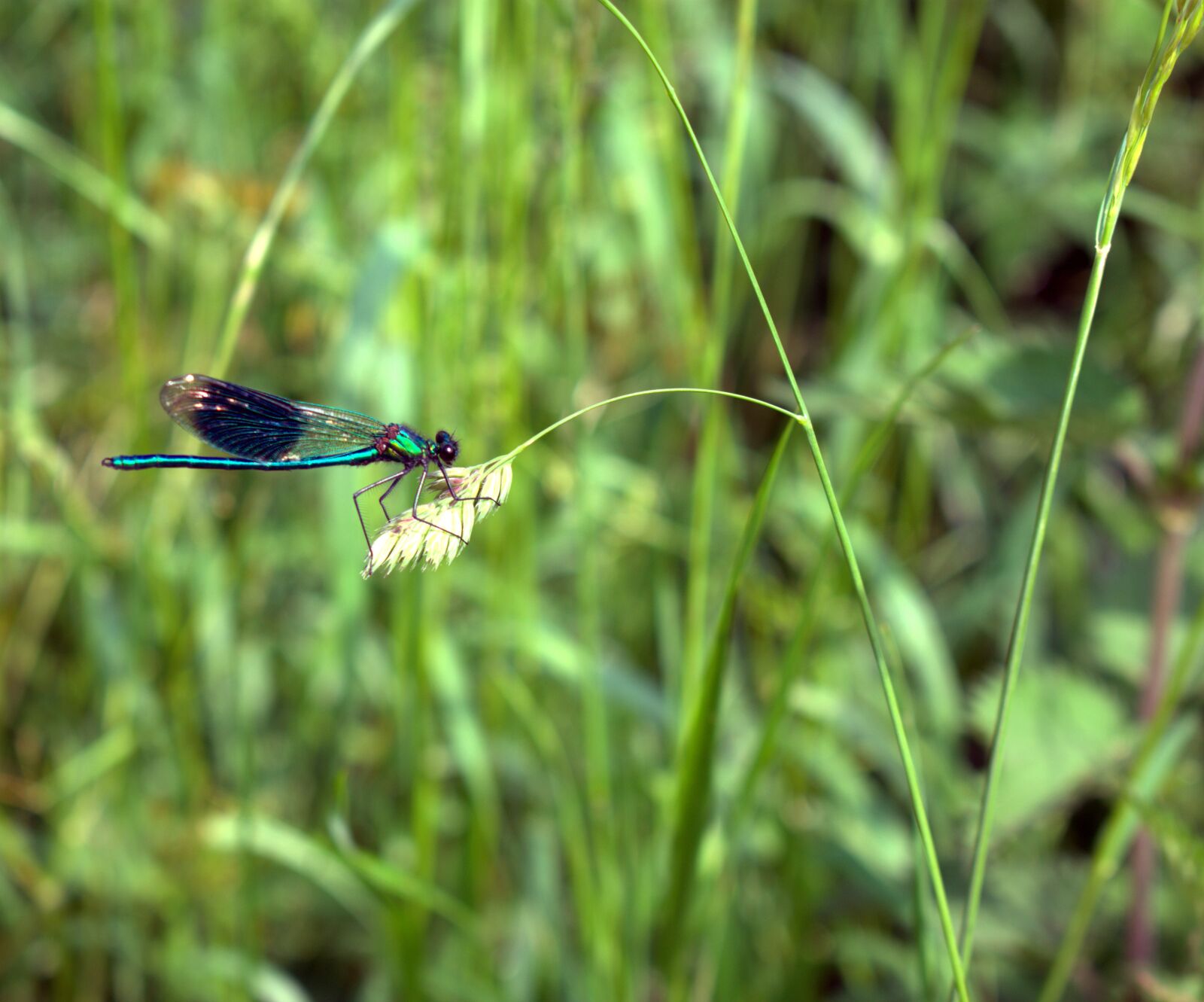 Nikon D3400 sample photo. Dragonfly, grass, fly photography