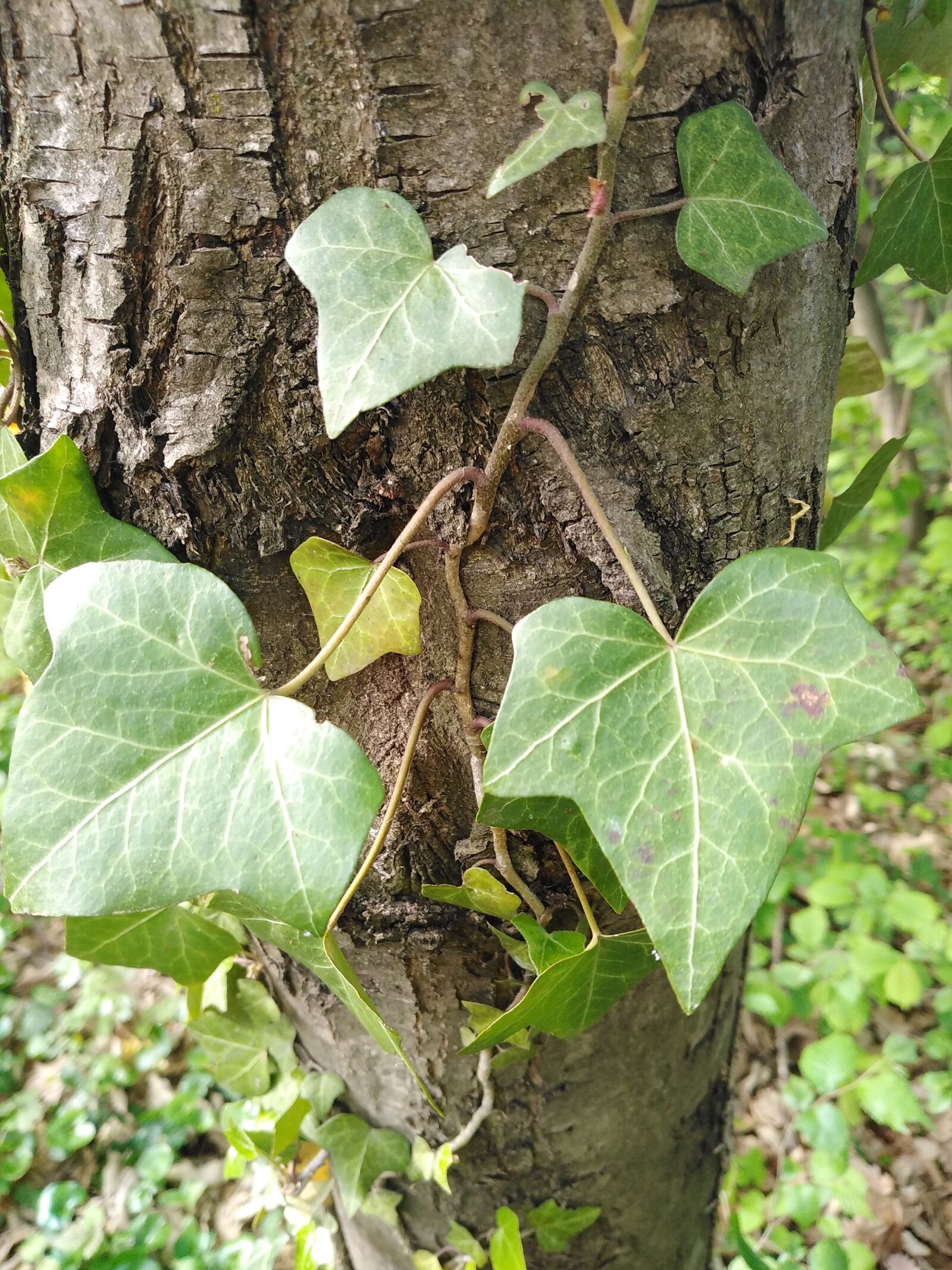 HUAWEI DUB-LX1 sample photo. Ivy, nature, plant photography