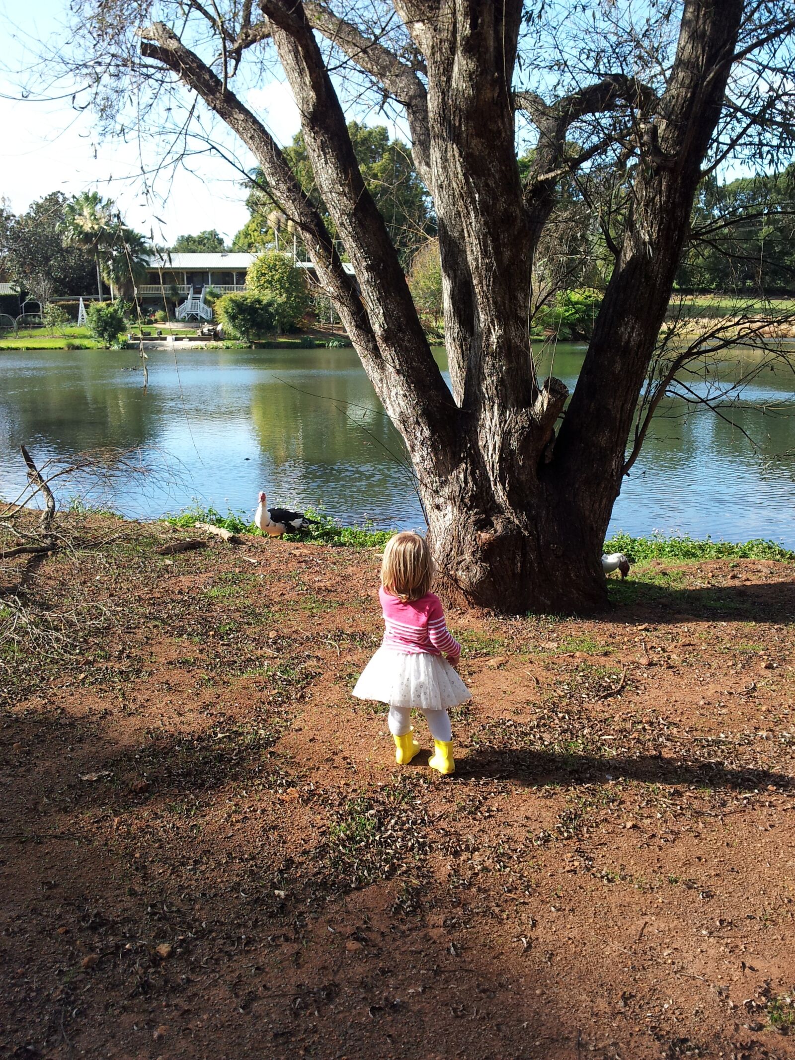 Samsung Galaxy S2 sample photo. Child and a duck photography