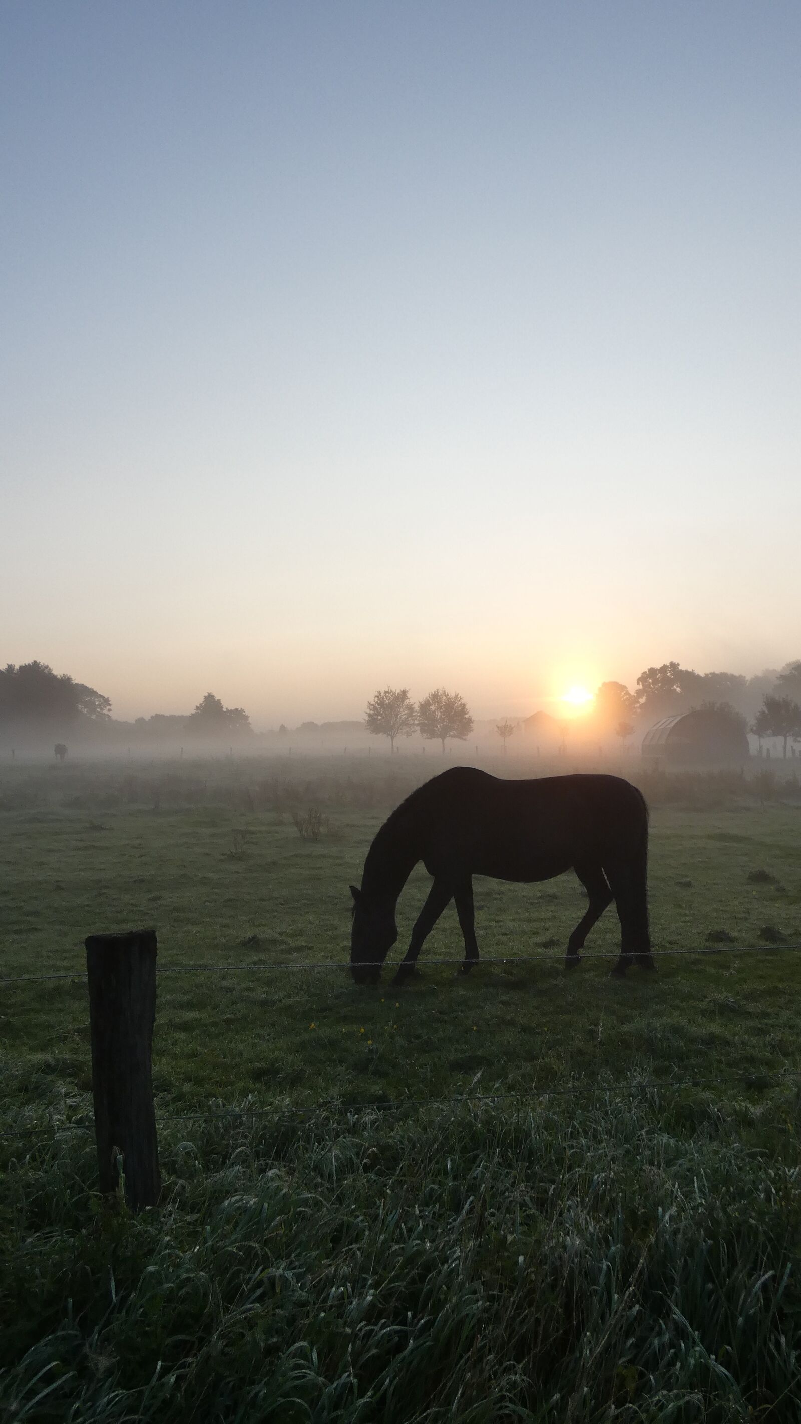 Panasonic Lumix DC-FZ80 (Lumix DC-FZ82) sample photo. Horse, meadow, fog photography