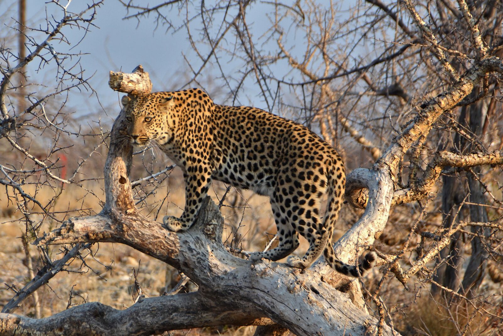 Nikon D5100 sample photo. Namibia, desert, leopard photography
