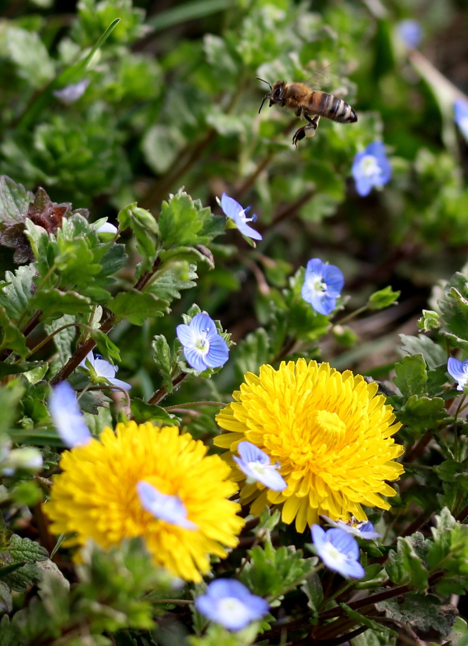 Canon EF-S 60mm F2.8 Macro USM sample photo. Dandelion, yellow, plants photography