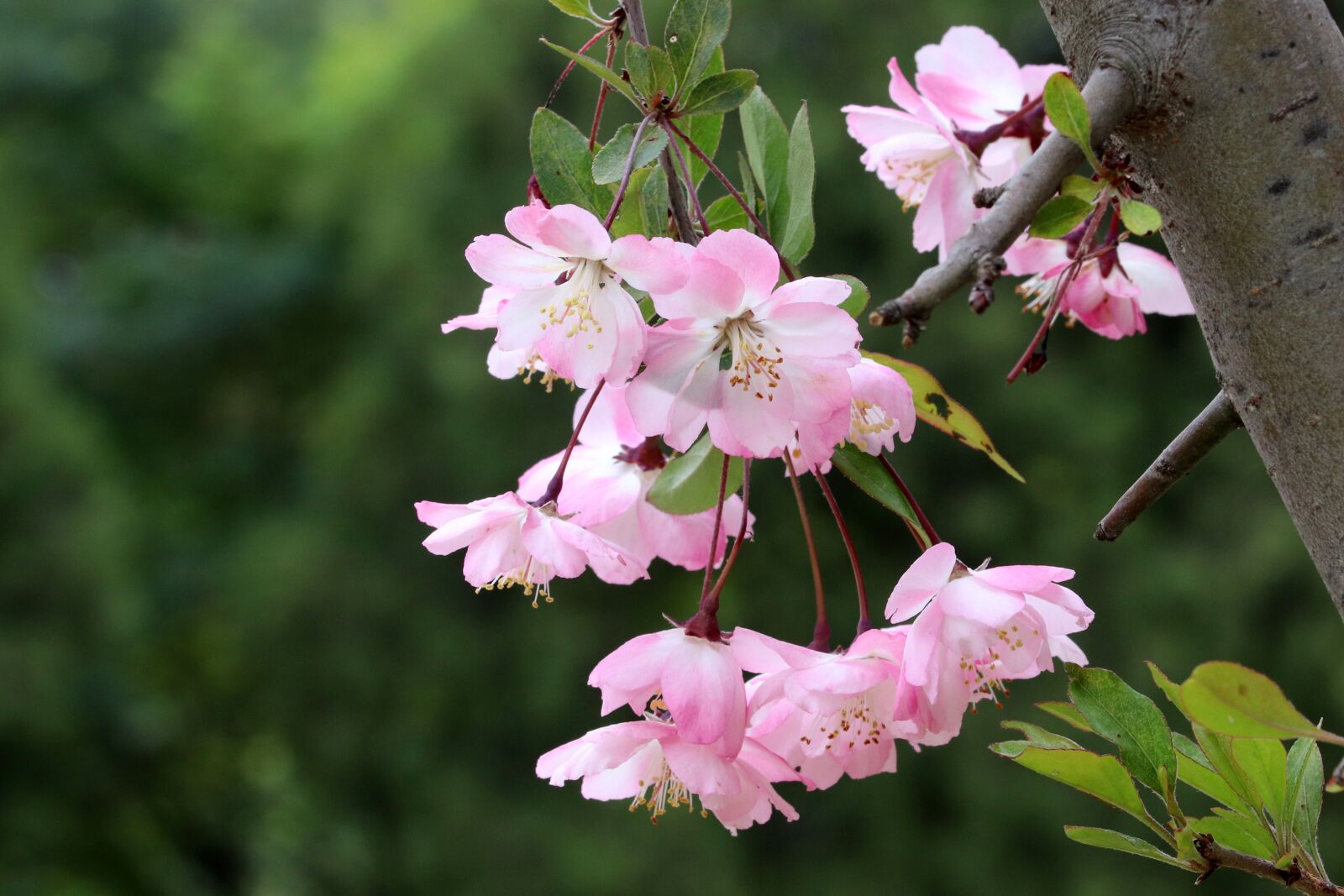 Canon EOS 800D (EOS Rebel T7i / EOS Kiss X9i) sample photo. Spring, spring flowers, nature photography