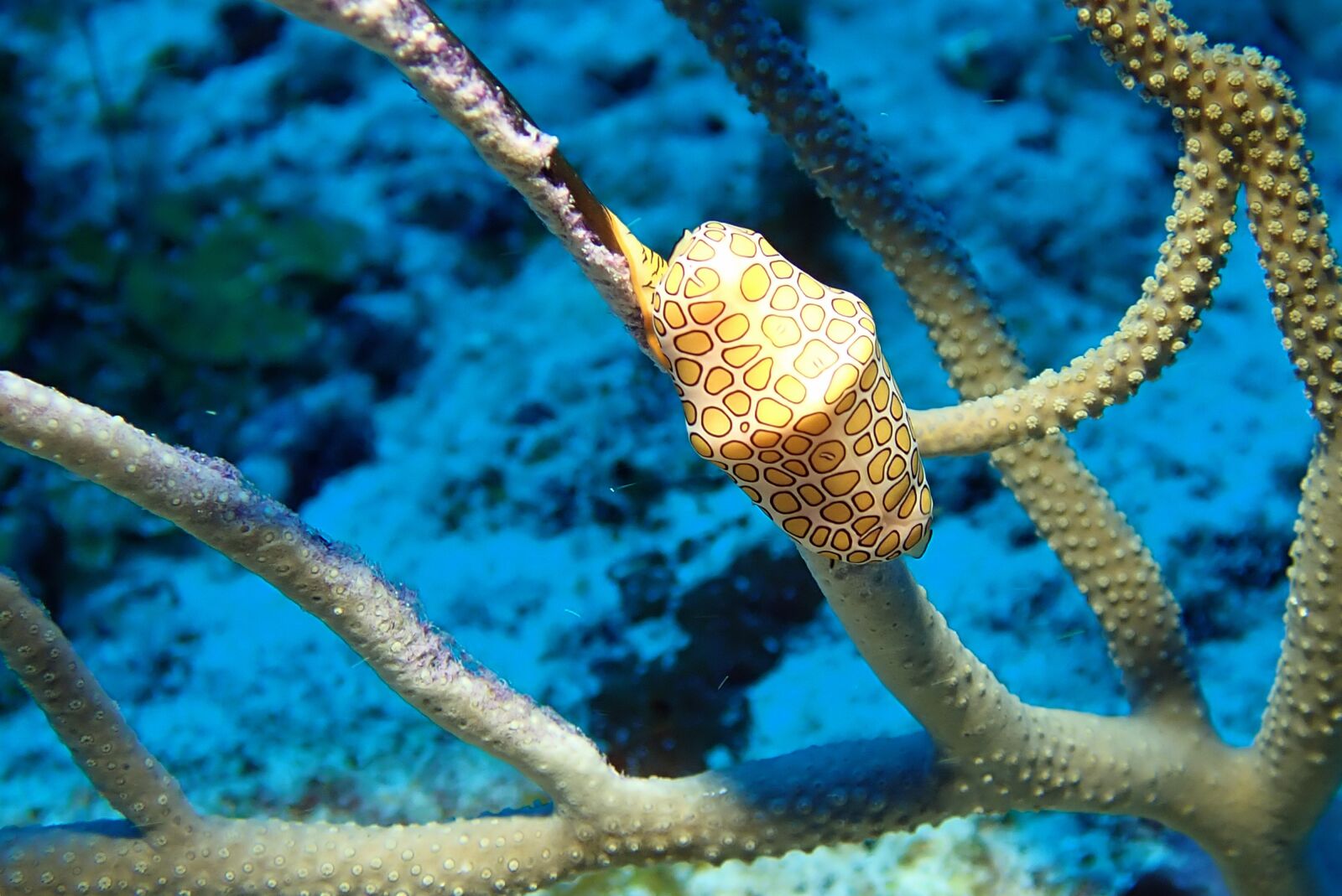 Olympus TG-5 sample photo. Flamingo, snail, underwater photography