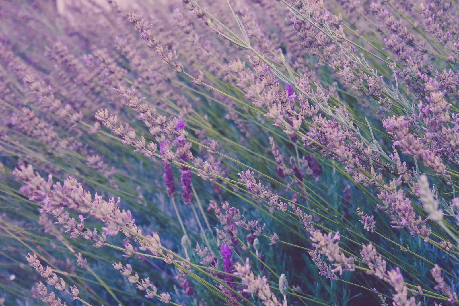 Samsung NX300 sample photo. Bloom, lavender, blossom photography