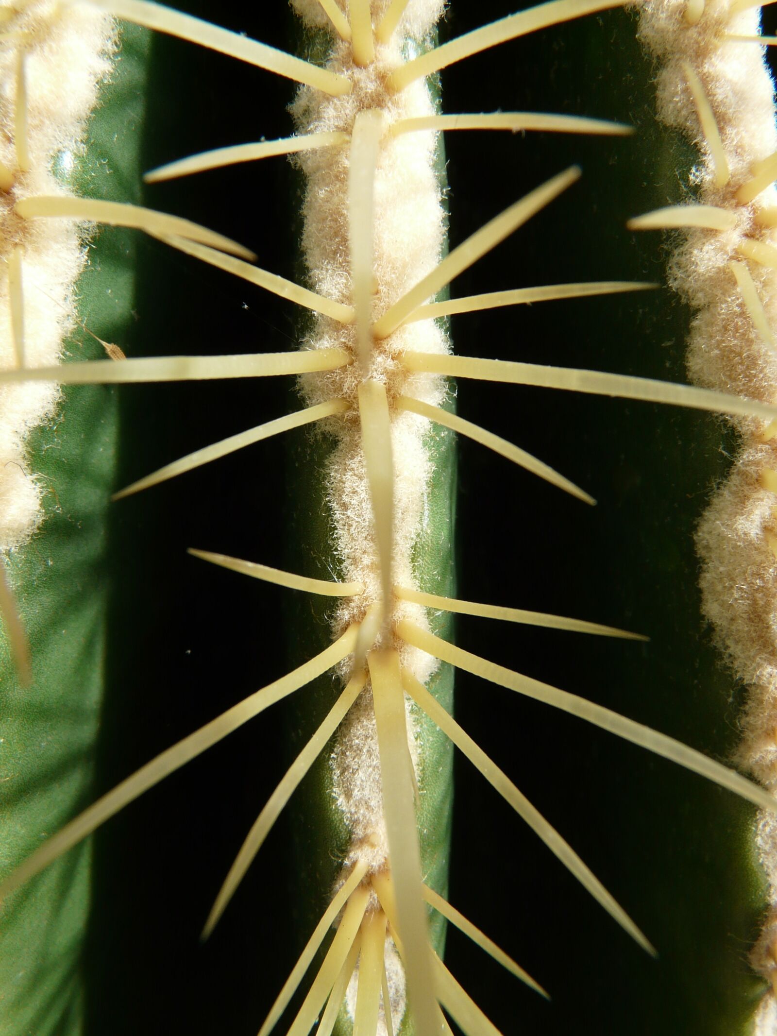 Panasonic DMC-FZ18 sample photo. Golden ball cactus, cactus photography