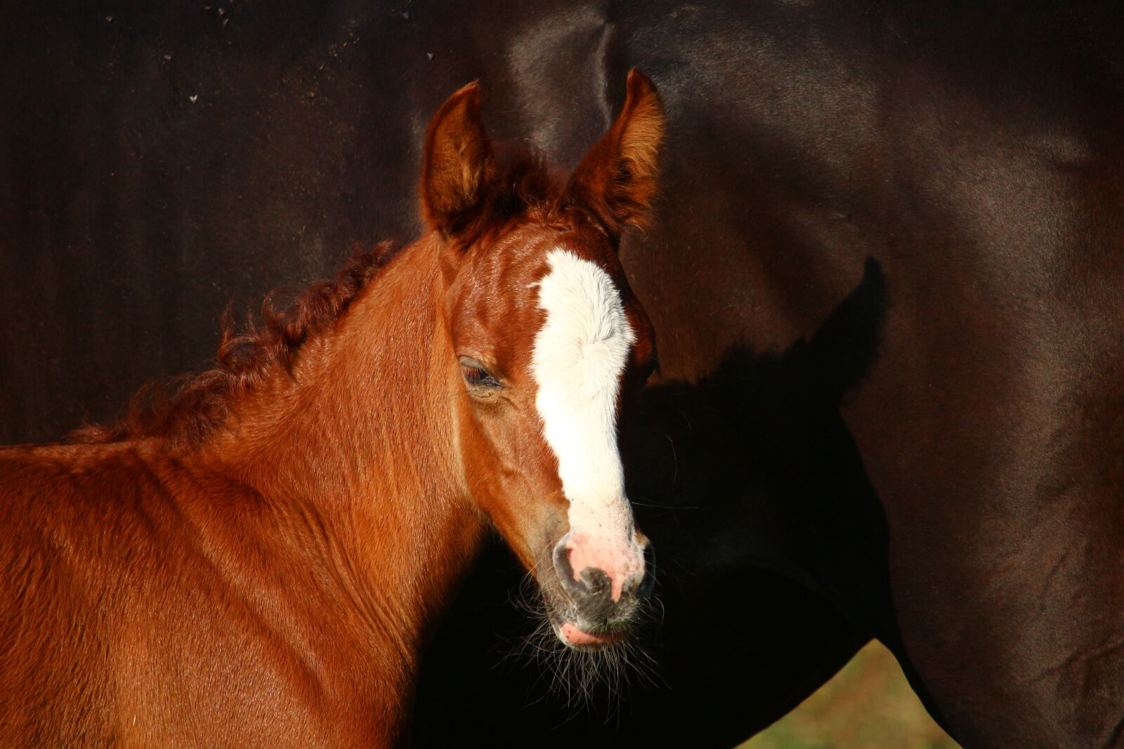 Canon EOS 100D (EOS Rebel SL1 / EOS Kiss X7) sample photo. Horse, foal, fuchs photography
